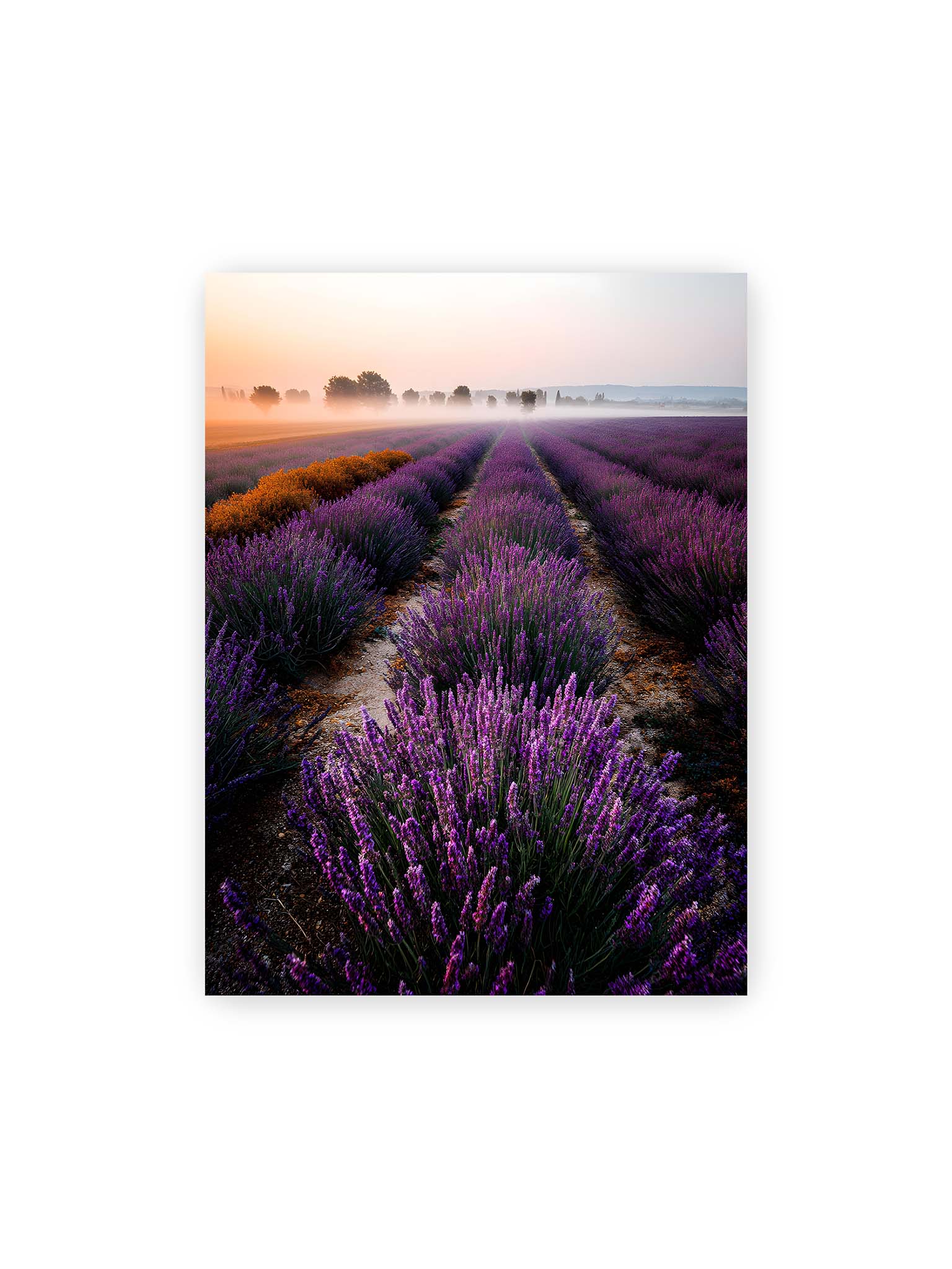30x40 cm – Endloses Lavendelfeld in sanften Reihen mit violetten Blüten, umgeben von morgendlichem Licht.