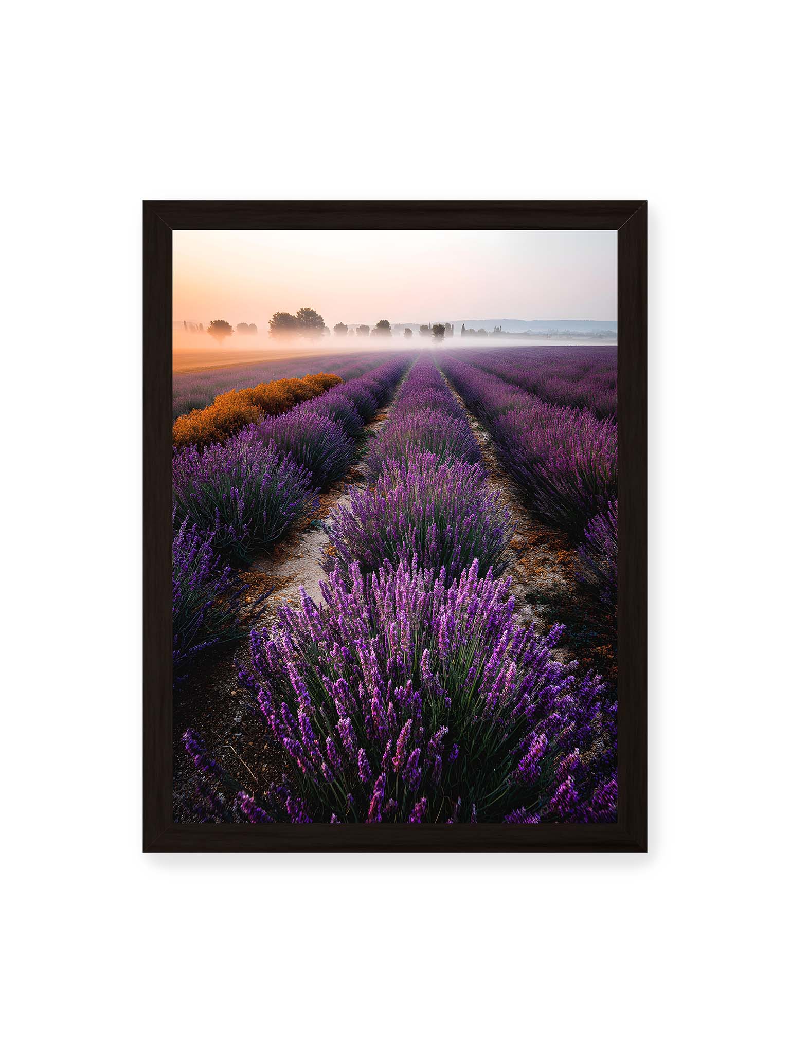 30x40 cm, schwarzer Rahmen – Endloses Lavendelfeld in sanften Reihen mit violetten Blüten, umgeben von morgendlichem Licht.