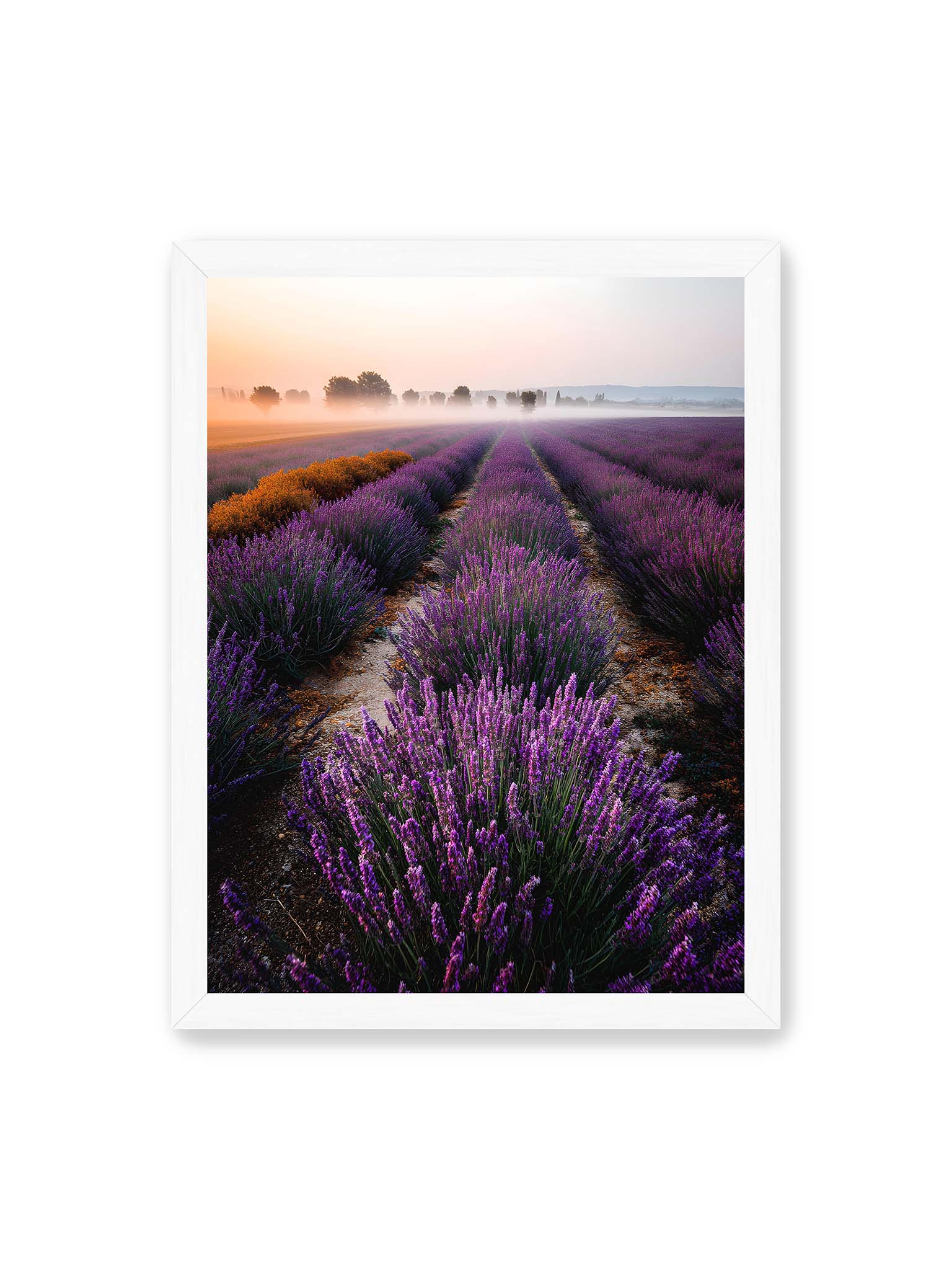 30x40 cm, weißer Rahmen – Endloses Lavendelfeld in sanften Reihen mit violetten Blüten, umgeben von morgendlichem Licht.