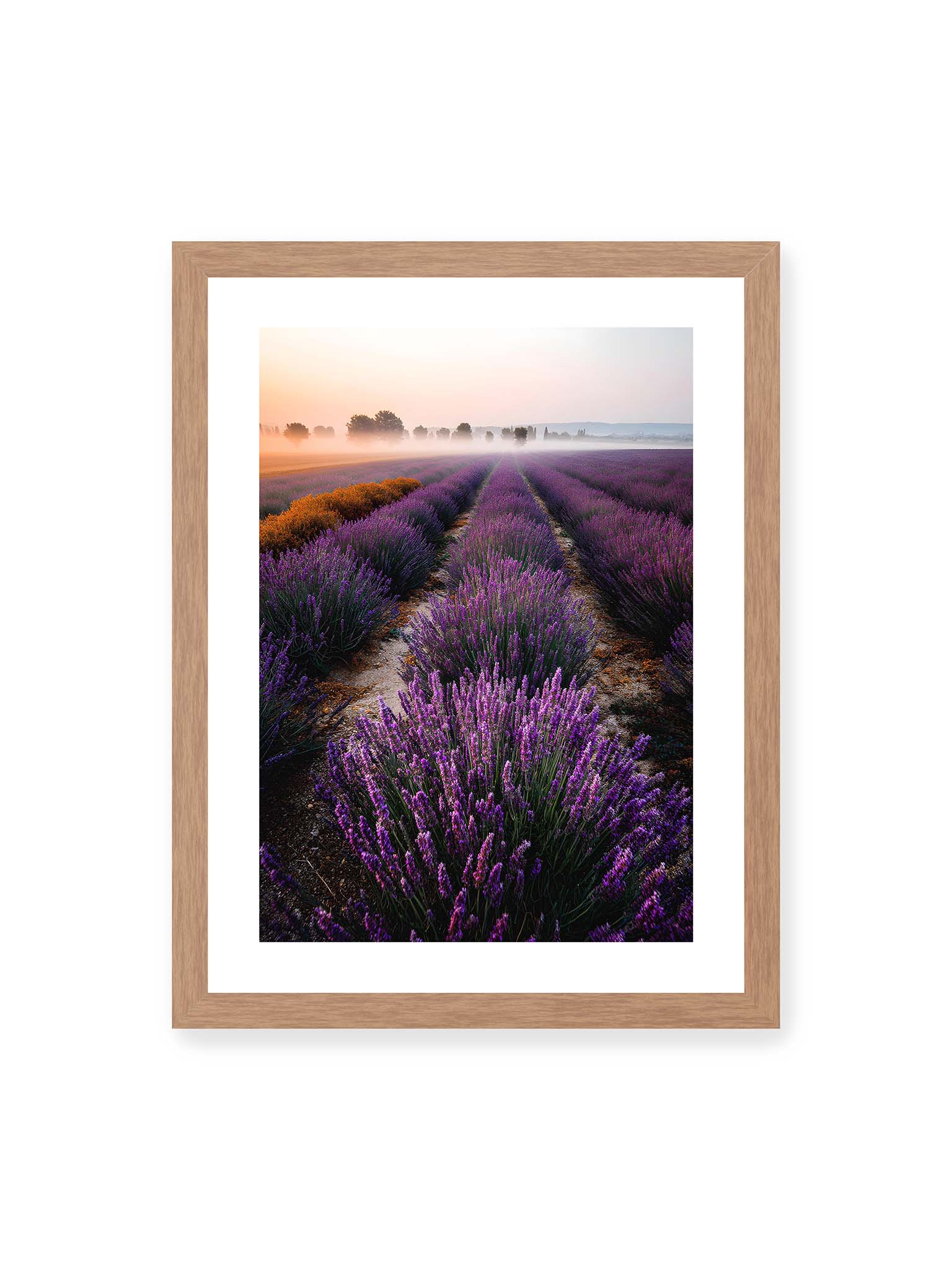 30x40 cm, weißer Galerie-Rand, Eichenrahmen – Endloses Lavendelfeld in sanften Reihen mit violetten Blüten, umgeben von morgendlichem Licht.