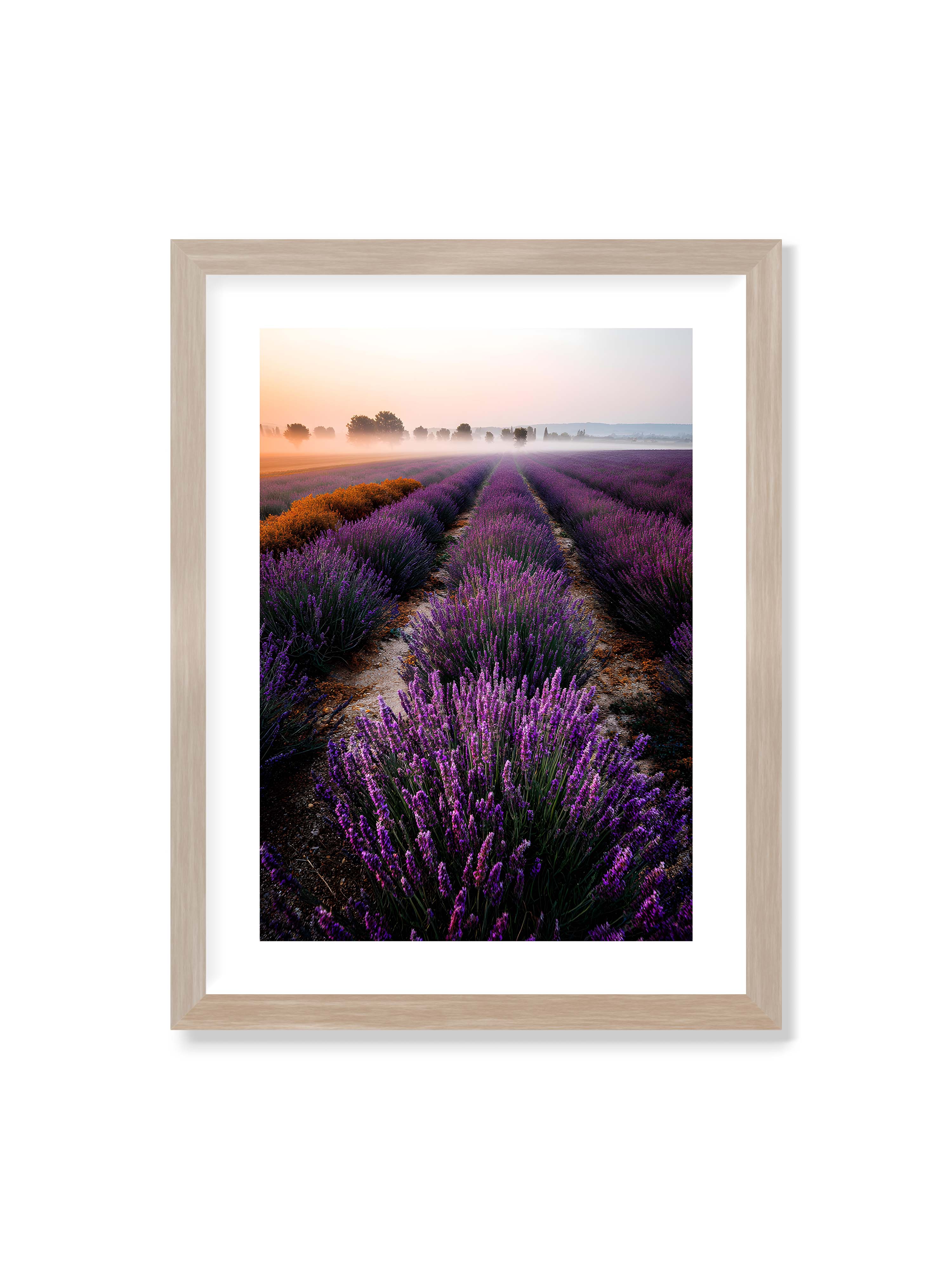 30x40 cm mit weißem Galerie-Rand im Eichenrahmen – Endloses Lavendelfeld in sanften Reihen mit violetten Blüten, umgeben von morgendlichem Licht.