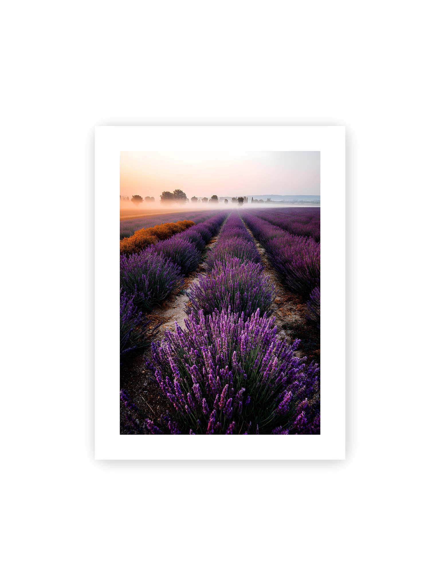 30x40 cm, weißer Galerie-Rand – Endloses Lavendelfeld in sanften Reihen mit violetten Blüten, umgeben von morgendlichem Licht.