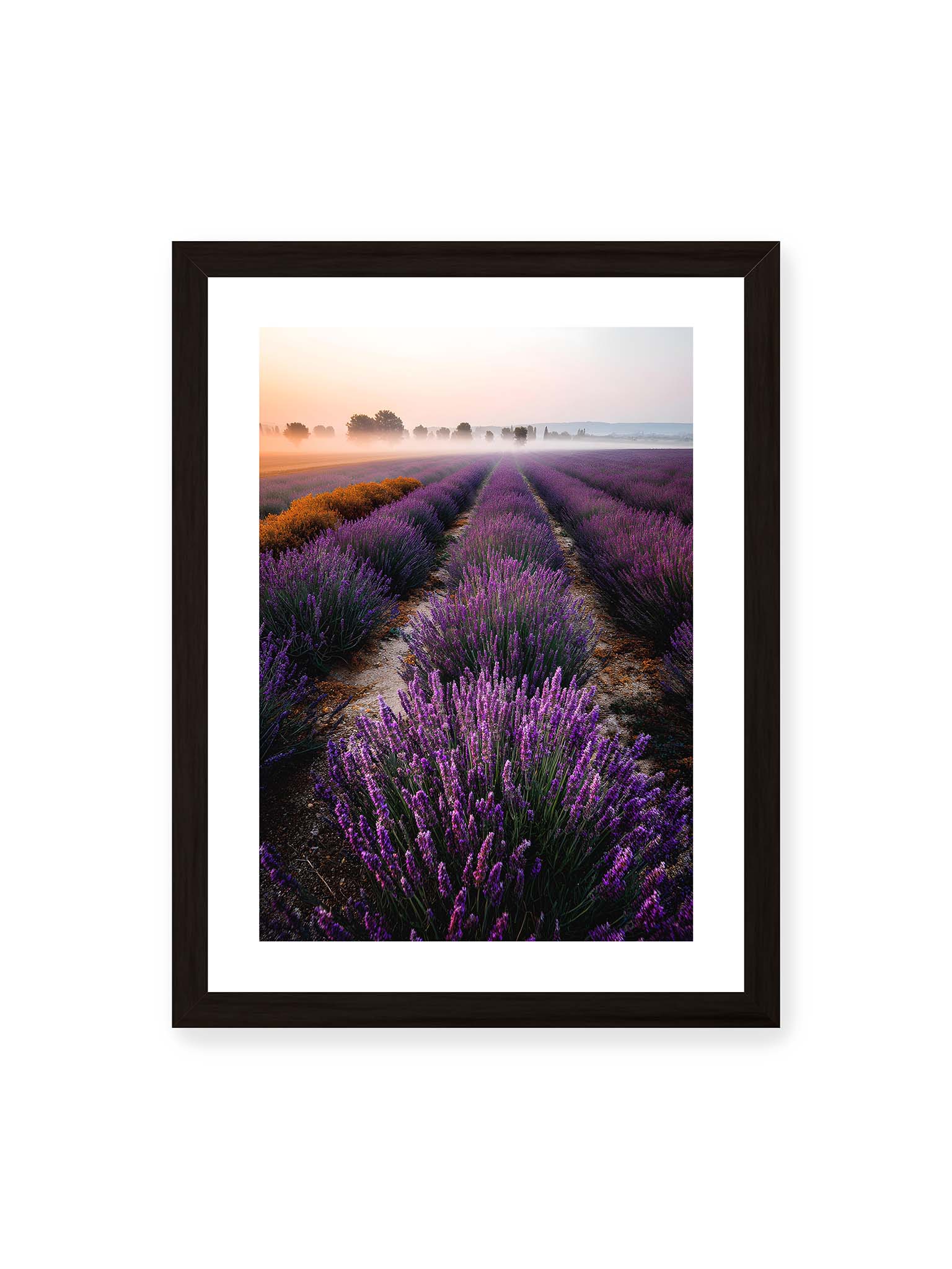30x40 cm, weißer Galerie-Rand, schwarzer Rahmen – Endloses Lavendelfeld in sanften Reihen mit violetten Blüten, umgeben von morgendlichem Licht.