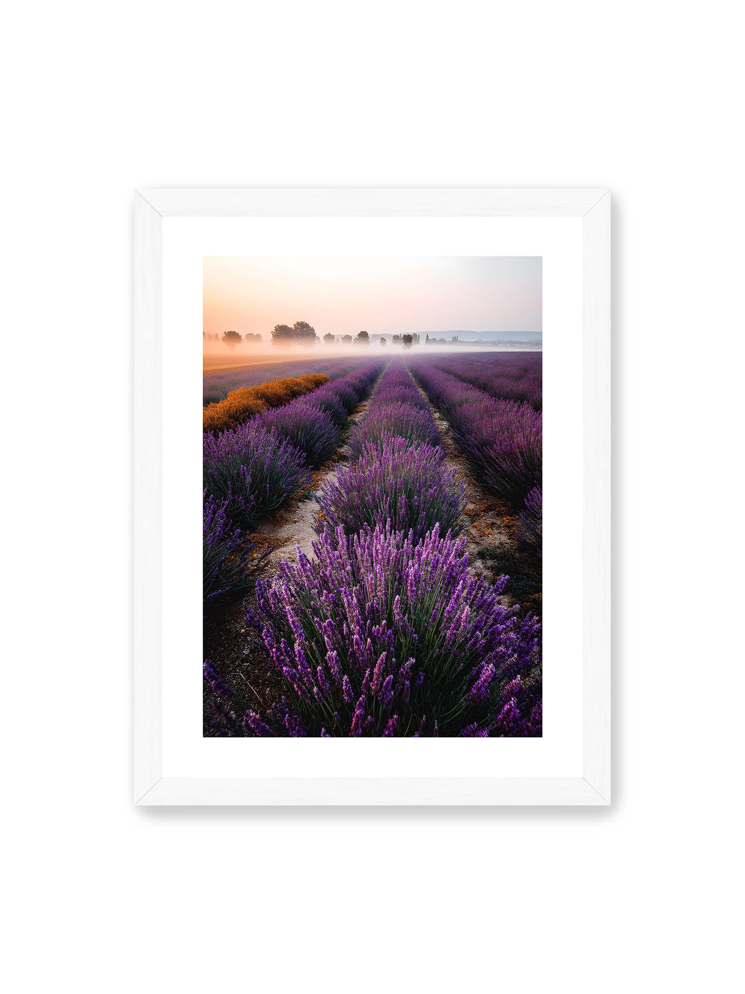 30x40 cm, weißer Galerie-Rand, weißer Rahmen – Endloses Lavendelfeld in sanften Reihen mit violetten Blüten, umgeben von morgendlichem Licht.