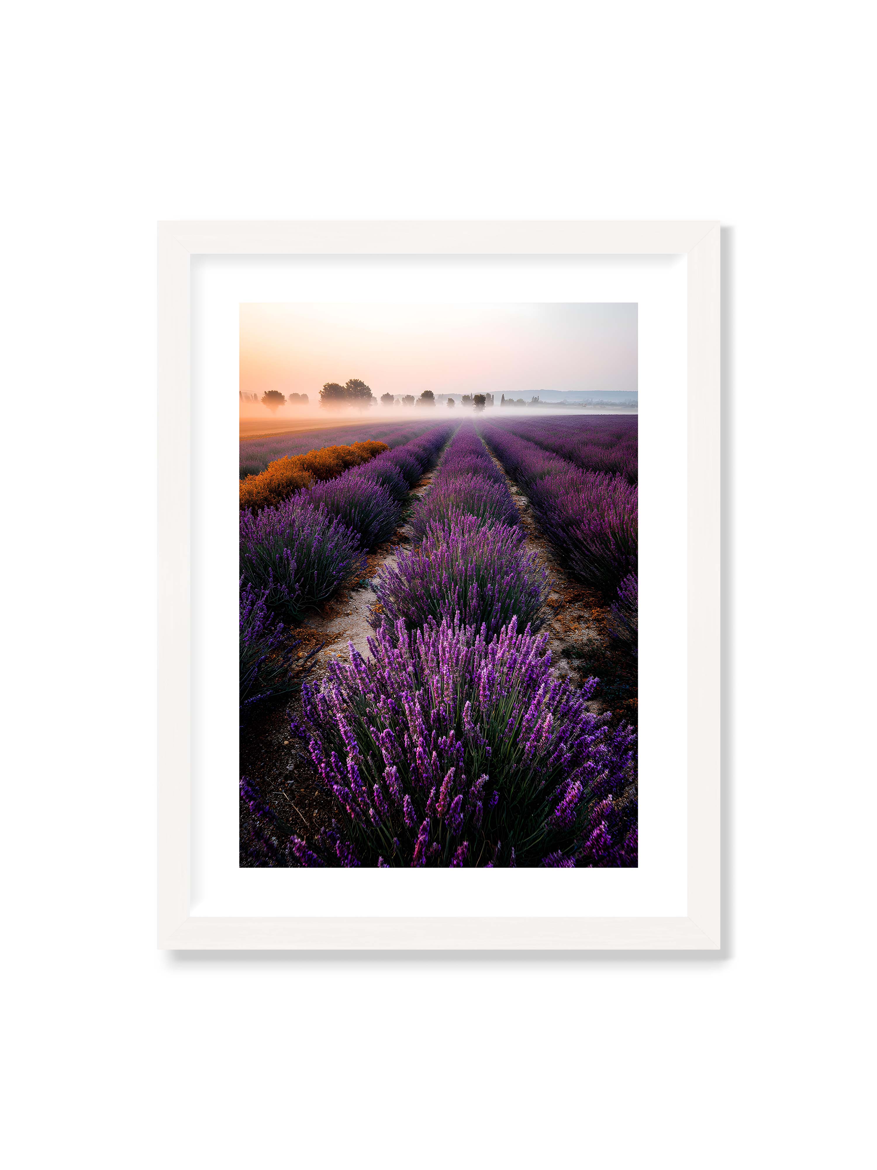 30x40 cm mit weißem Galerie-Rand mit weißem Rahmen – Endloses Lavendelfeld in sanften Reihen mit violetten Blüten, umgeben von morgendlichem Licht.