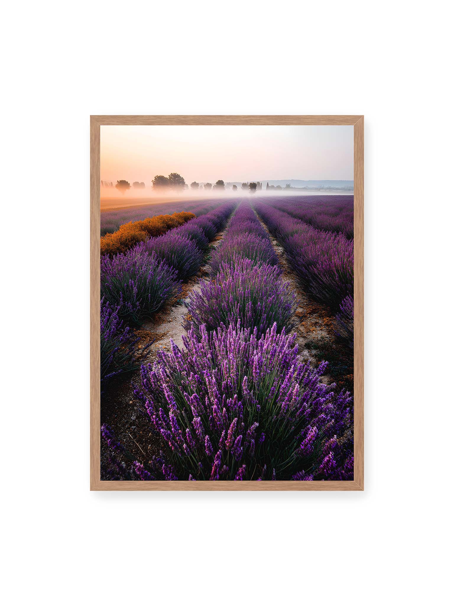 50x70 cm, Eichenrahmen – Endloses Lavendelfeld in sanften Reihen mit violetten Blüten, umgeben von morgendlichem Licht.