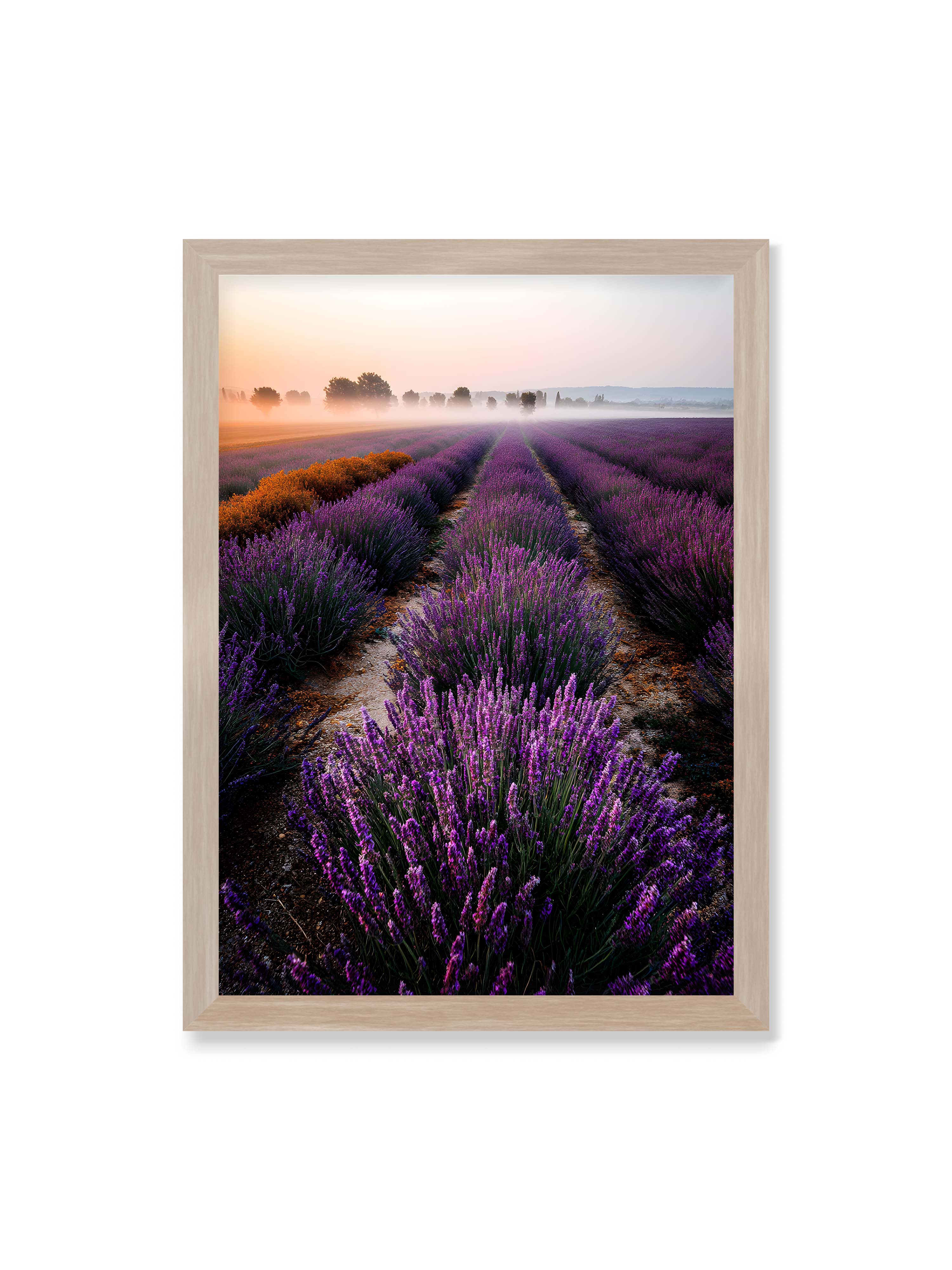 50x70 cm ohne Galerie-Rand im Eichenrahmen – Endloses Lavendelfeld in sanften Reihen mit violetten Blüten, umgeben von morgendlichem Licht.