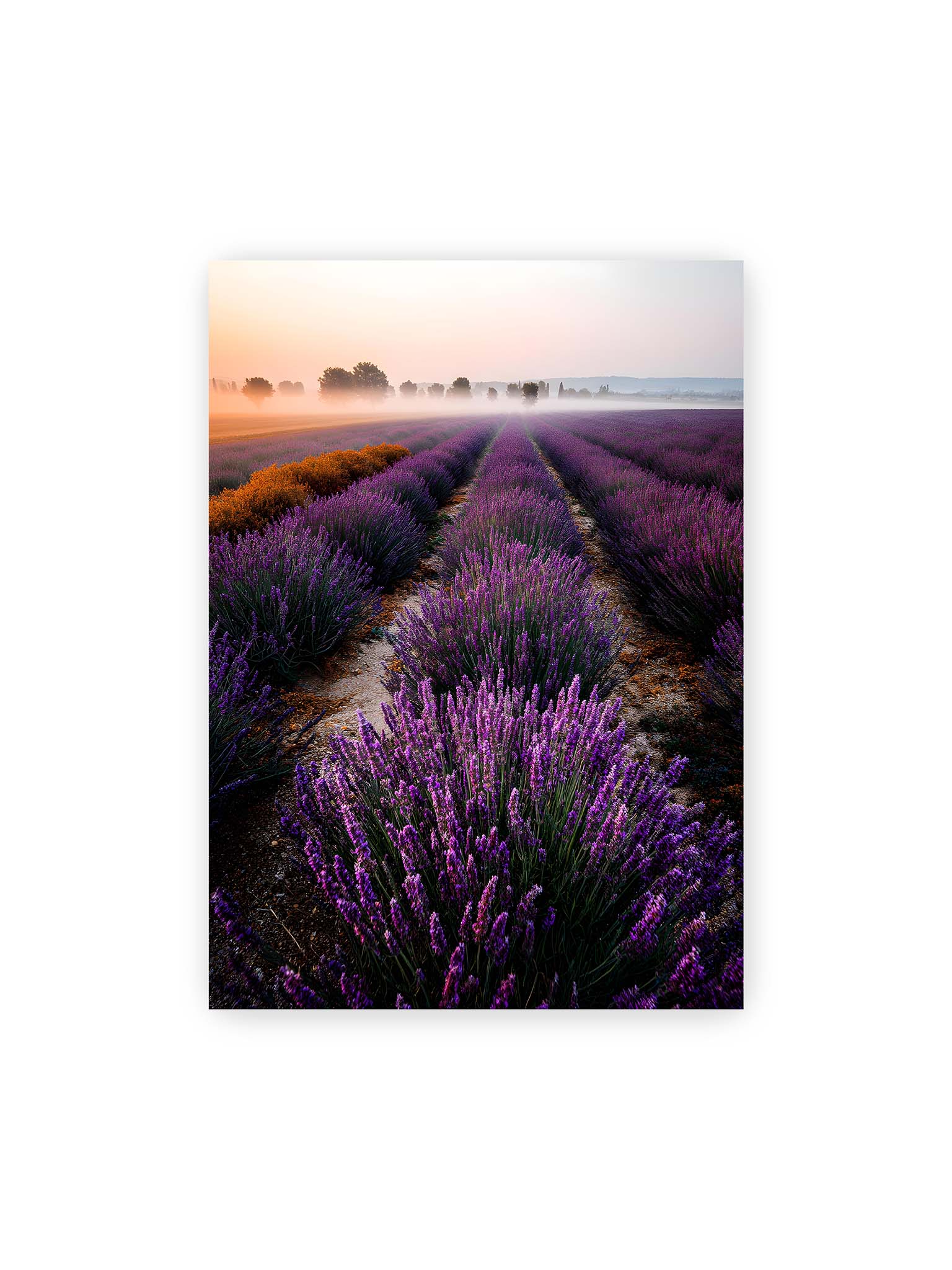 50x70 cm – Endloses Lavendelfeld in sanften Reihen mit violetten Blüten, umgeben von morgendlichem Licht.