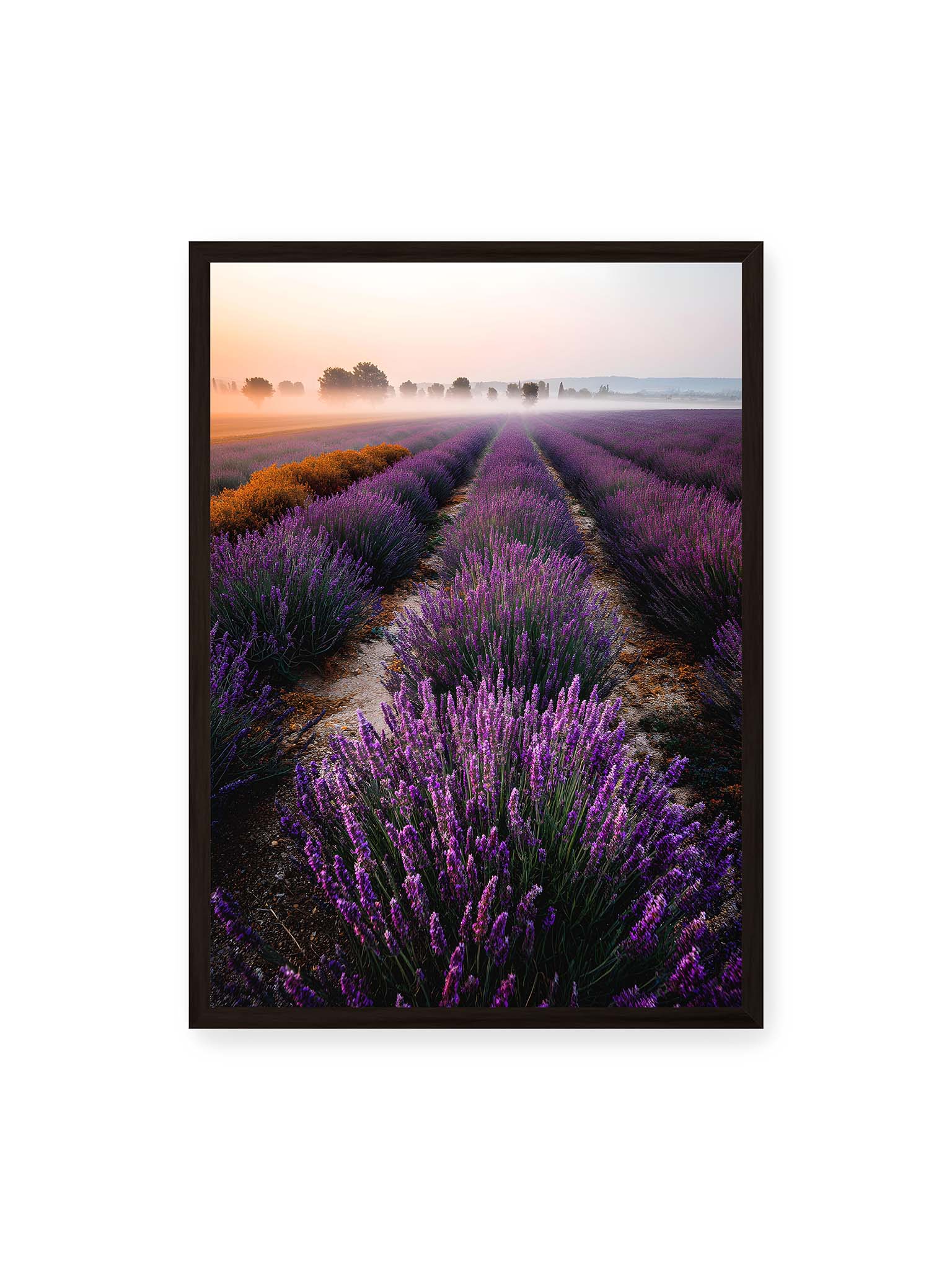 50x70 cm, schwarzer Rahmen – Endloses Lavendelfeld in sanften Reihen mit violetten Blüten, umgeben von morgendlichem Licht.