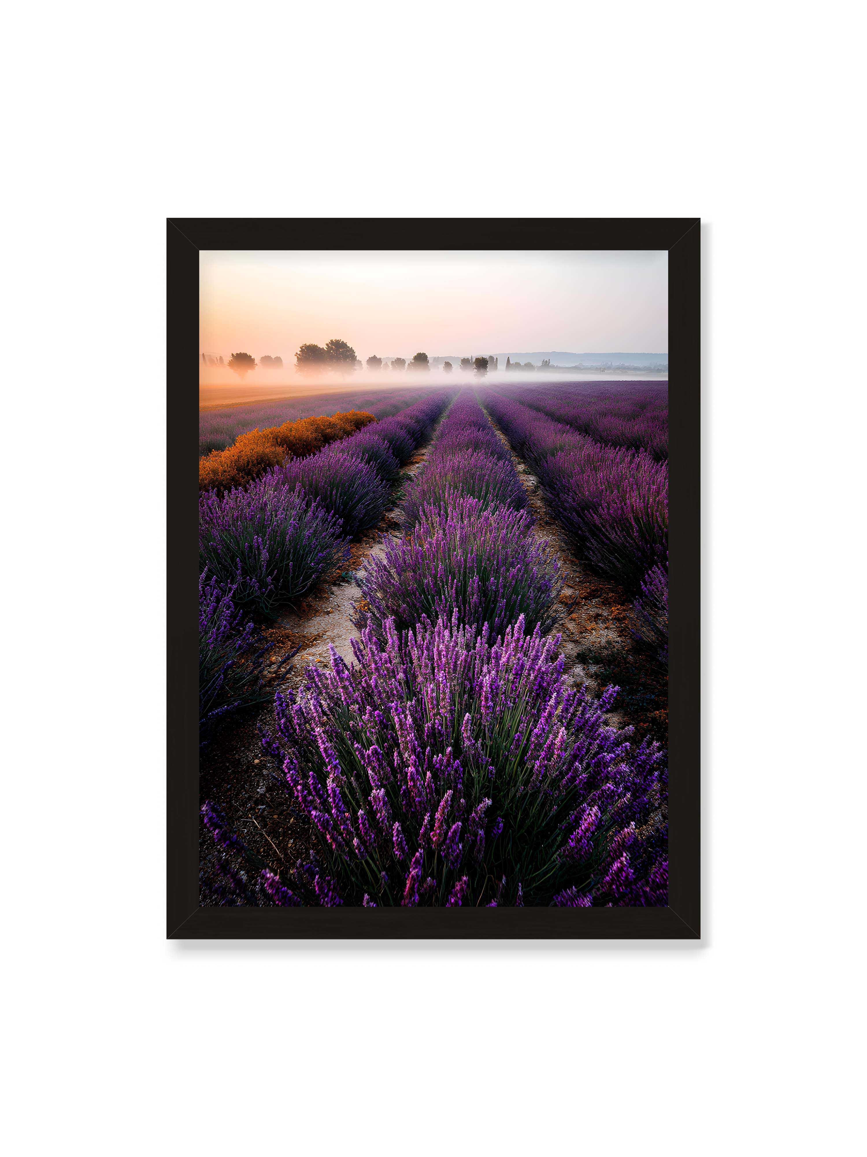 50x70 cm ohne Galerie-Rand mit schwarzem Rahmen – Endloses Lavendelfeld in sanften Reihen mit violetten Blüten, umgeben von morgendlichem Licht.