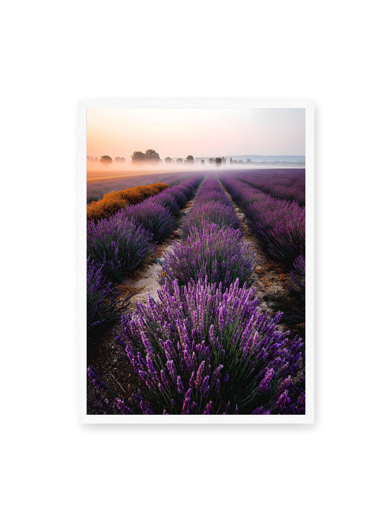 50x70 cm, weißer Rahmen – Endloses Lavendelfeld in sanften Reihen mit violetten Blüten, umgeben von morgendlichem Licht.