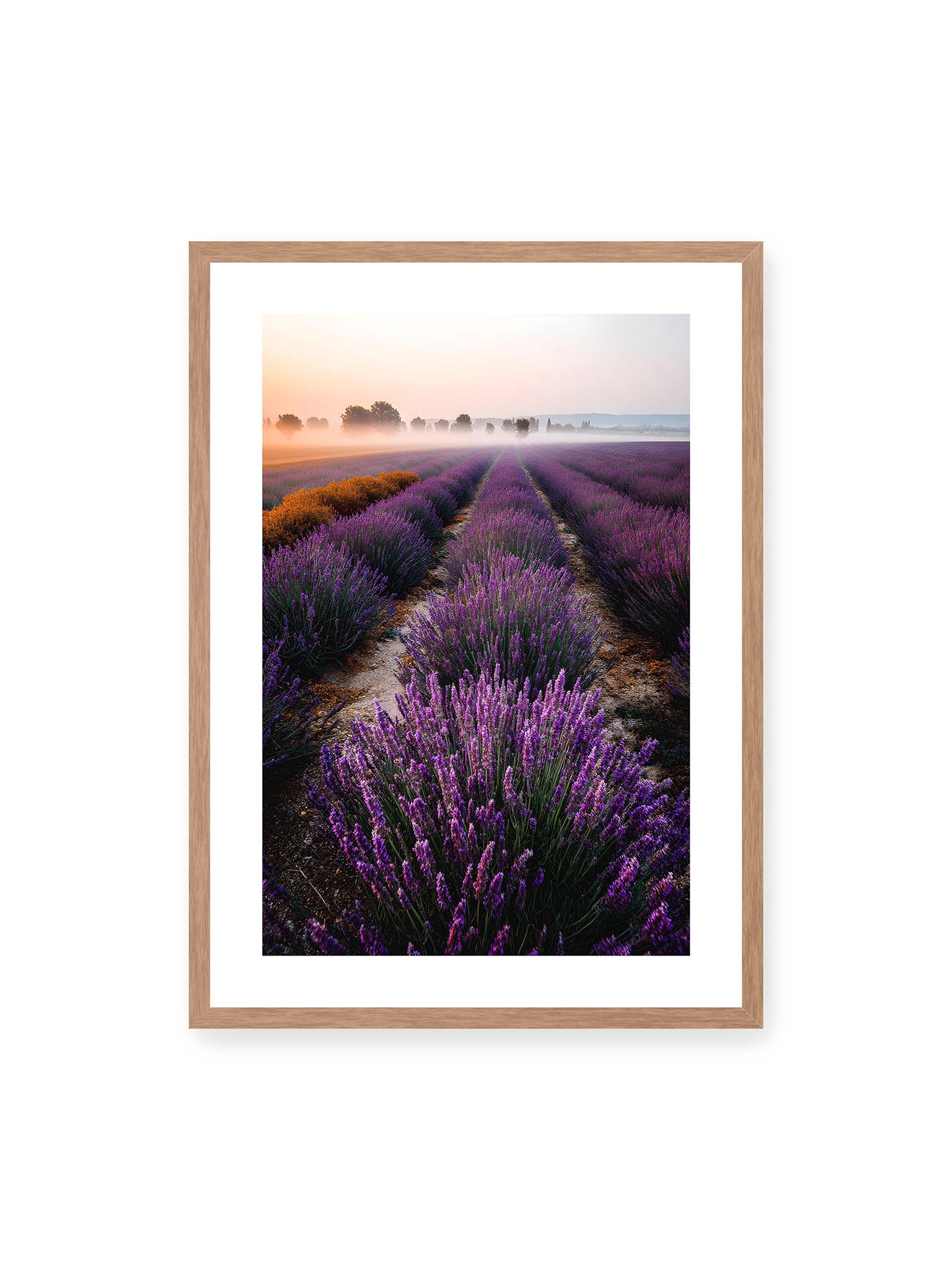 50x70 cm, weißer Galerie-Rand, Eichenrahmen – Endloses Lavendelfeld in sanften Reihen mit violetten Blüten, umgeben von morgendlichem Licht.