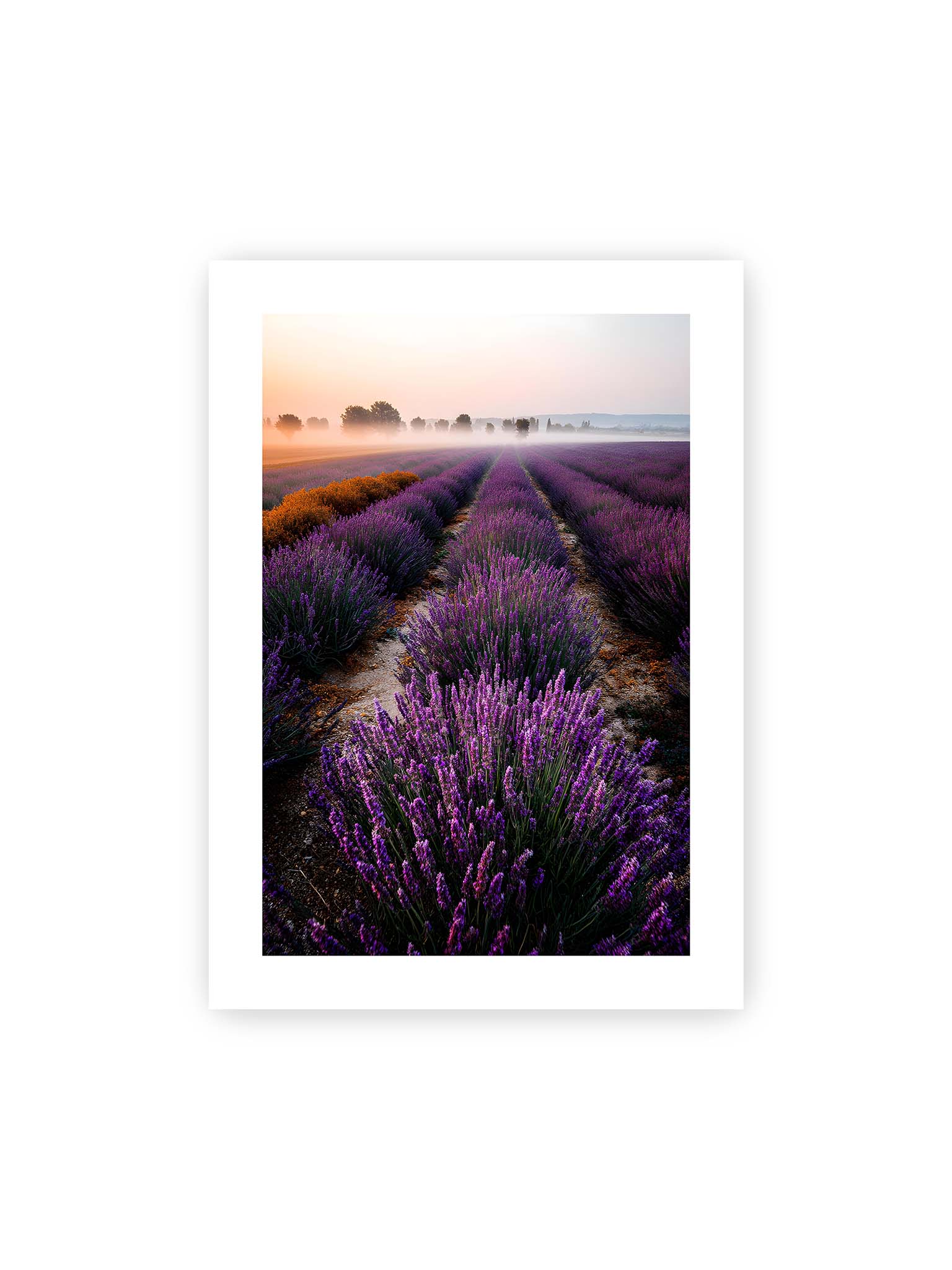 50x70 cm, weißer Galerie-Rand – Endloses Lavendelfeld in sanften Reihen mit violetten Blüten, umgeben von morgendlichem Licht.