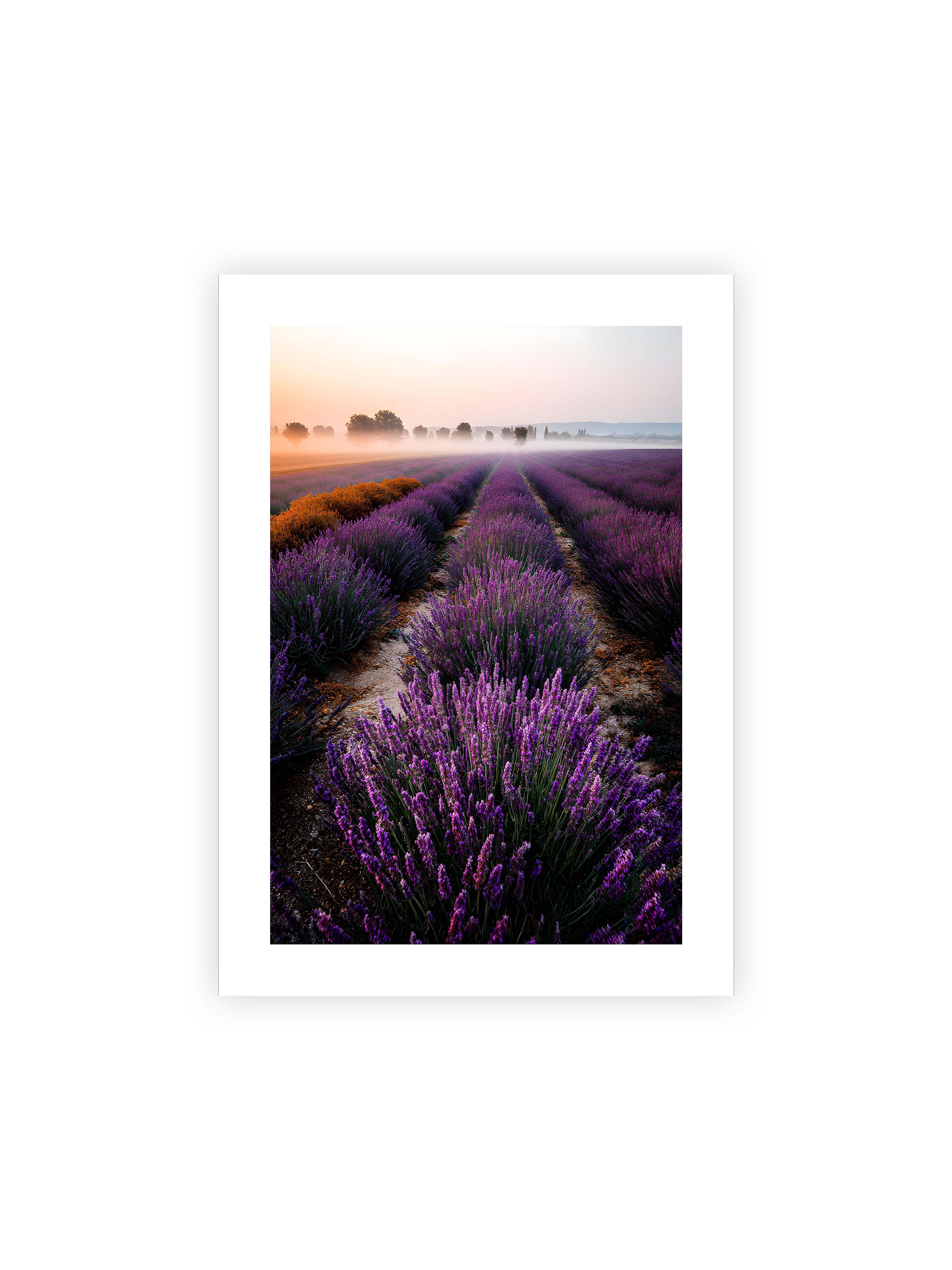 50x70 cm mit weißem Galerie-Rand ohne Rahmen – Endloses Lavendelfeld in sanften Reihen mit violetten Blüten, umgeben von morgendlichem Licht.
