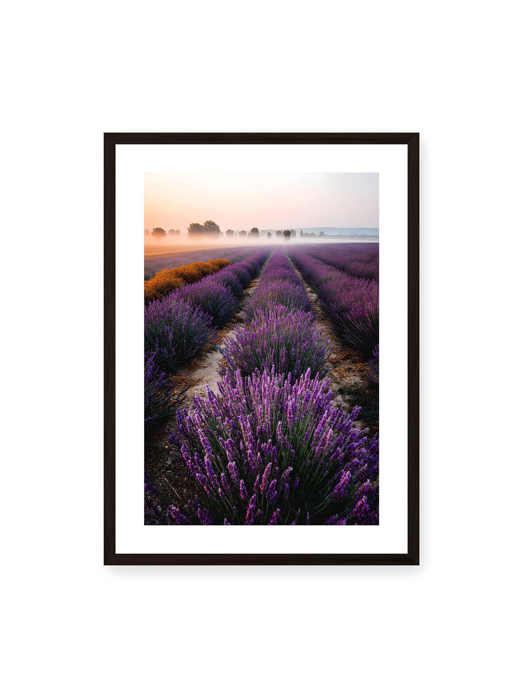 Lavender Dreams