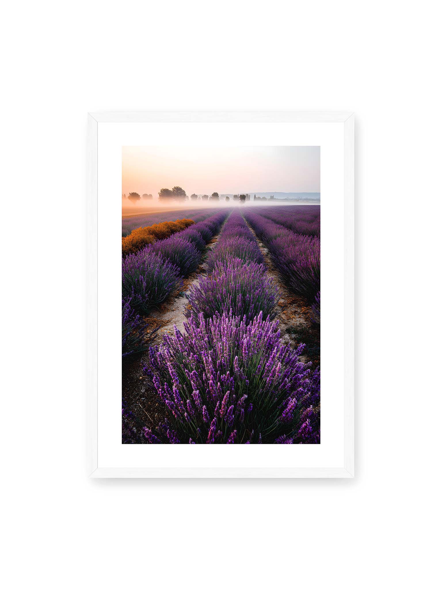 50x70 cm, weißer Galerie-Rand, weißer Rahmen – Endloses Lavendelfeld in sanften Reihen mit violetten Blüten, umgeben von morgendlichem Licht.