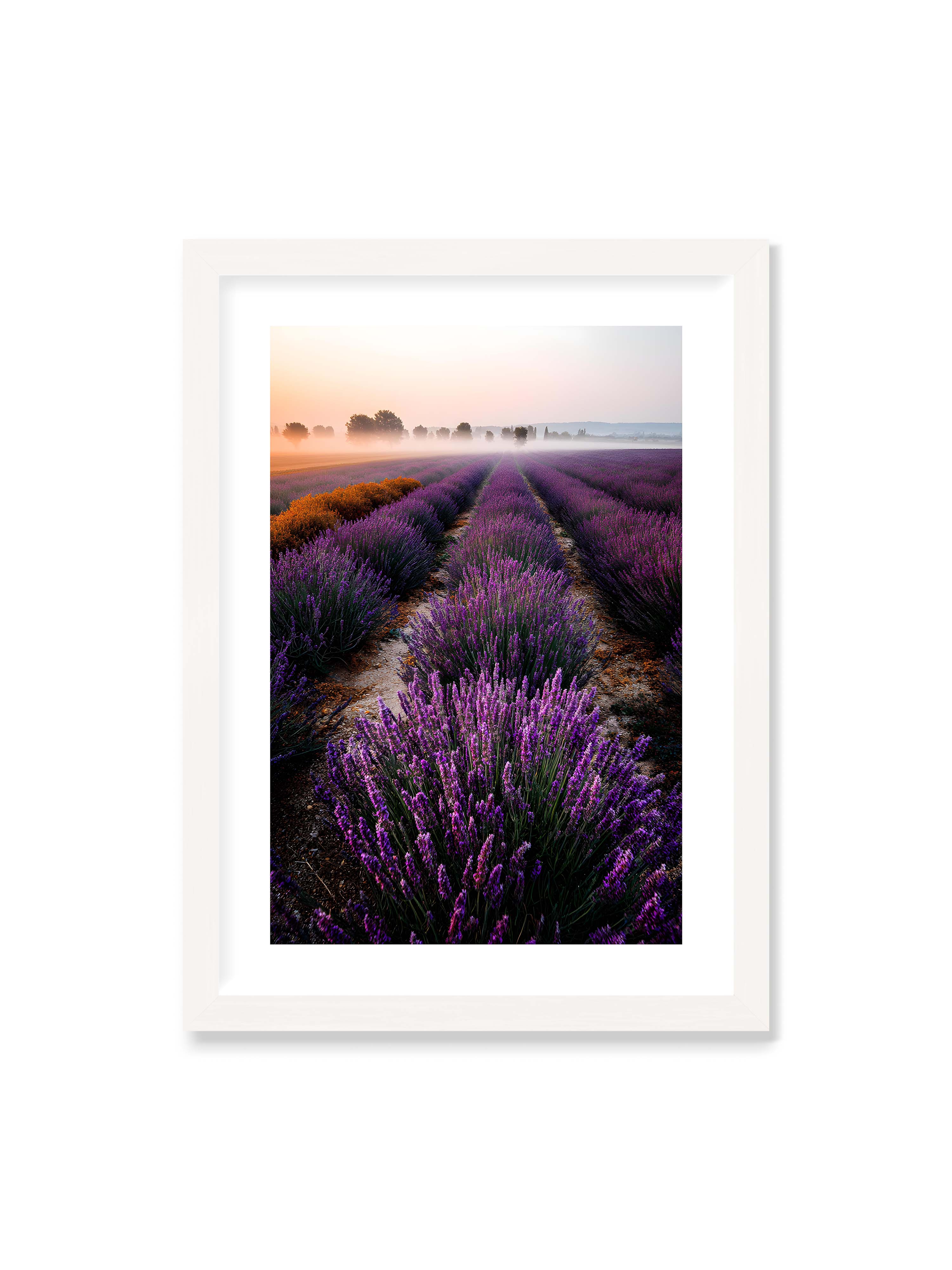 50x70 cm mit weißem Galerie-Rand mit weißem Rahmen – Endloses Lavendelfeld in sanften Reihen mit violetten Blüten, umgeben von morgendlichem Licht.