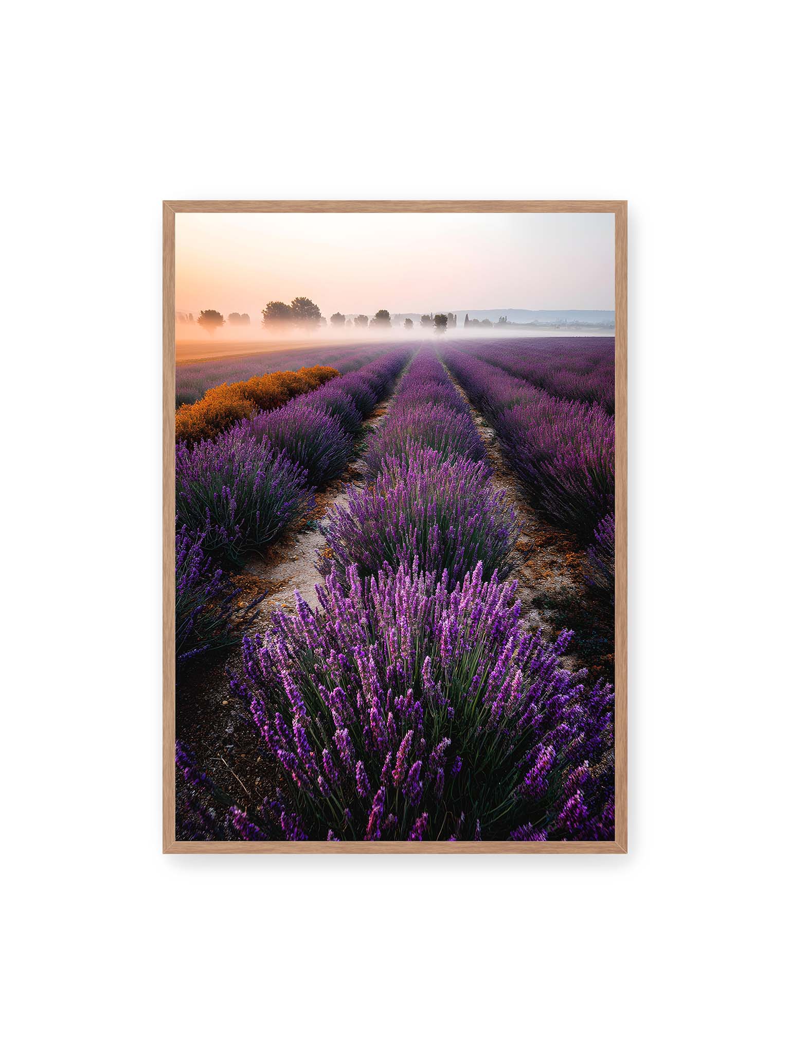 70x100 cm, Eichenrahmen – Endloses Lavendelfeld in sanften Reihen mit violetten Blüten, umgeben von morgendlichem Licht.