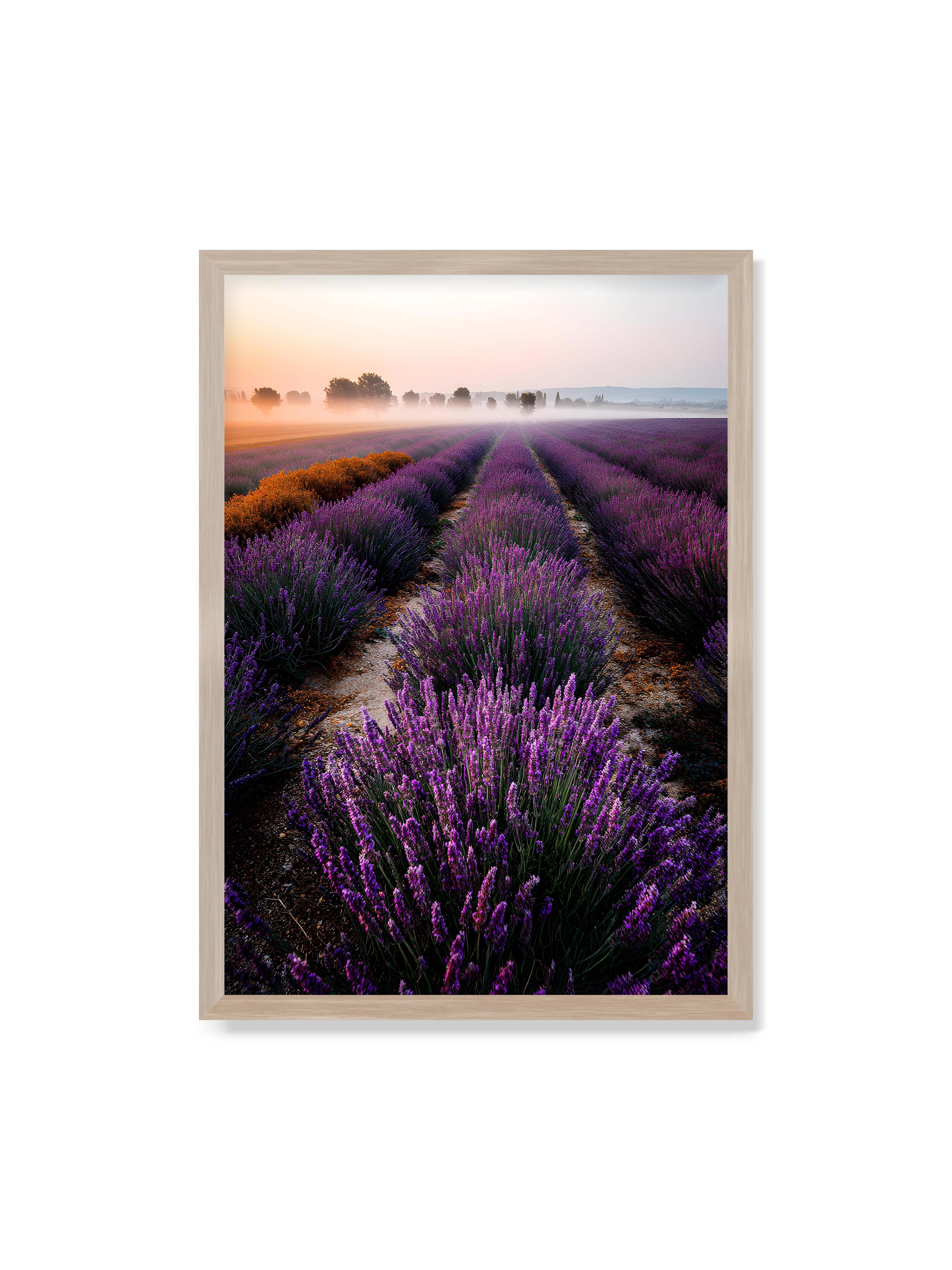 70x100 cm ohne Galerie-Rand im Eichenrahmen – Endloses Lavendelfeld in sanften Reihen mit violetten Blüten, umgeben von morgendlichem Licht.