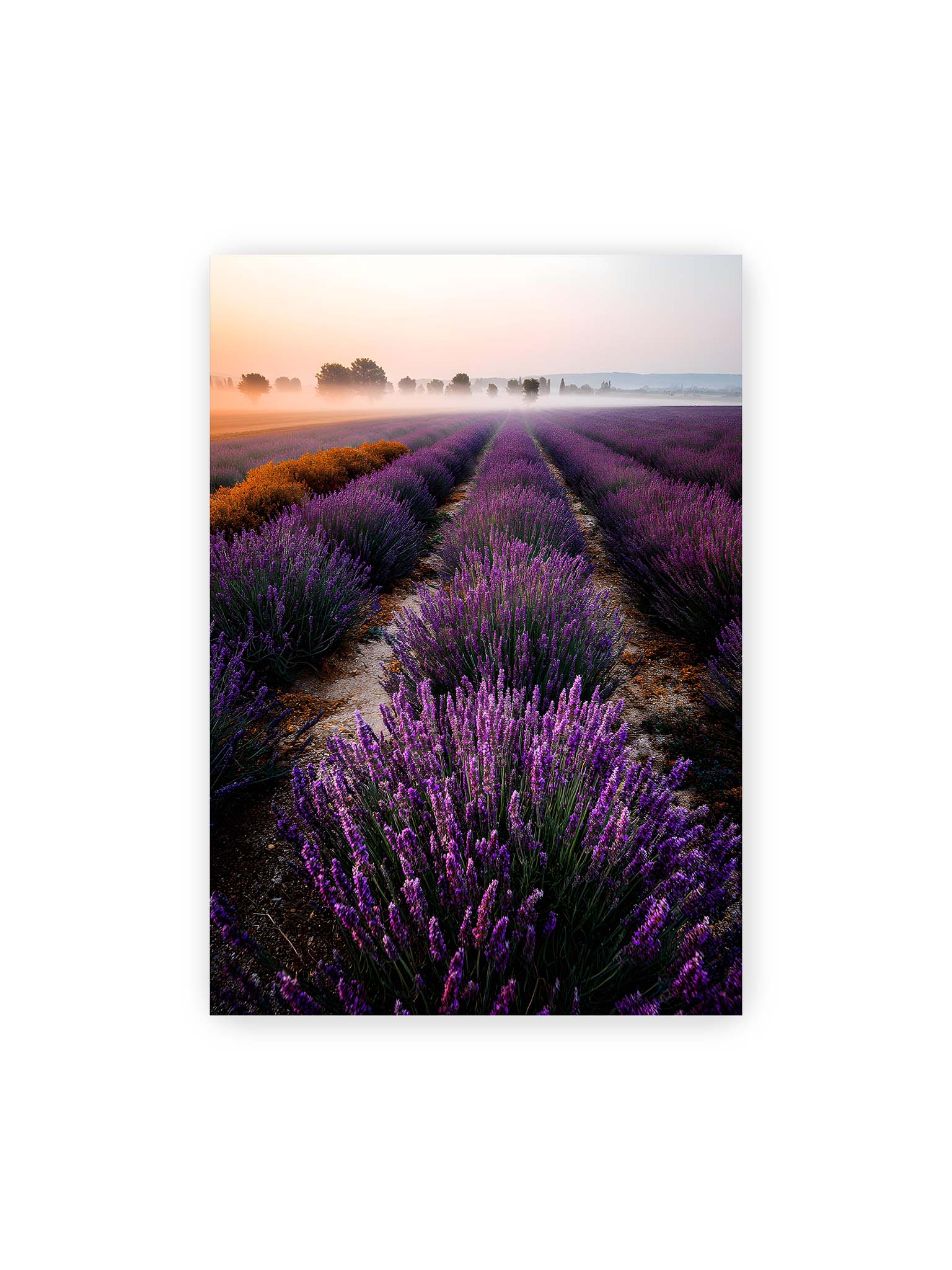 70x100 cm – Endloses Lavendelfeld in sanften Reihen mit violetten Blüten, umgeben von morgendlichem Licht.