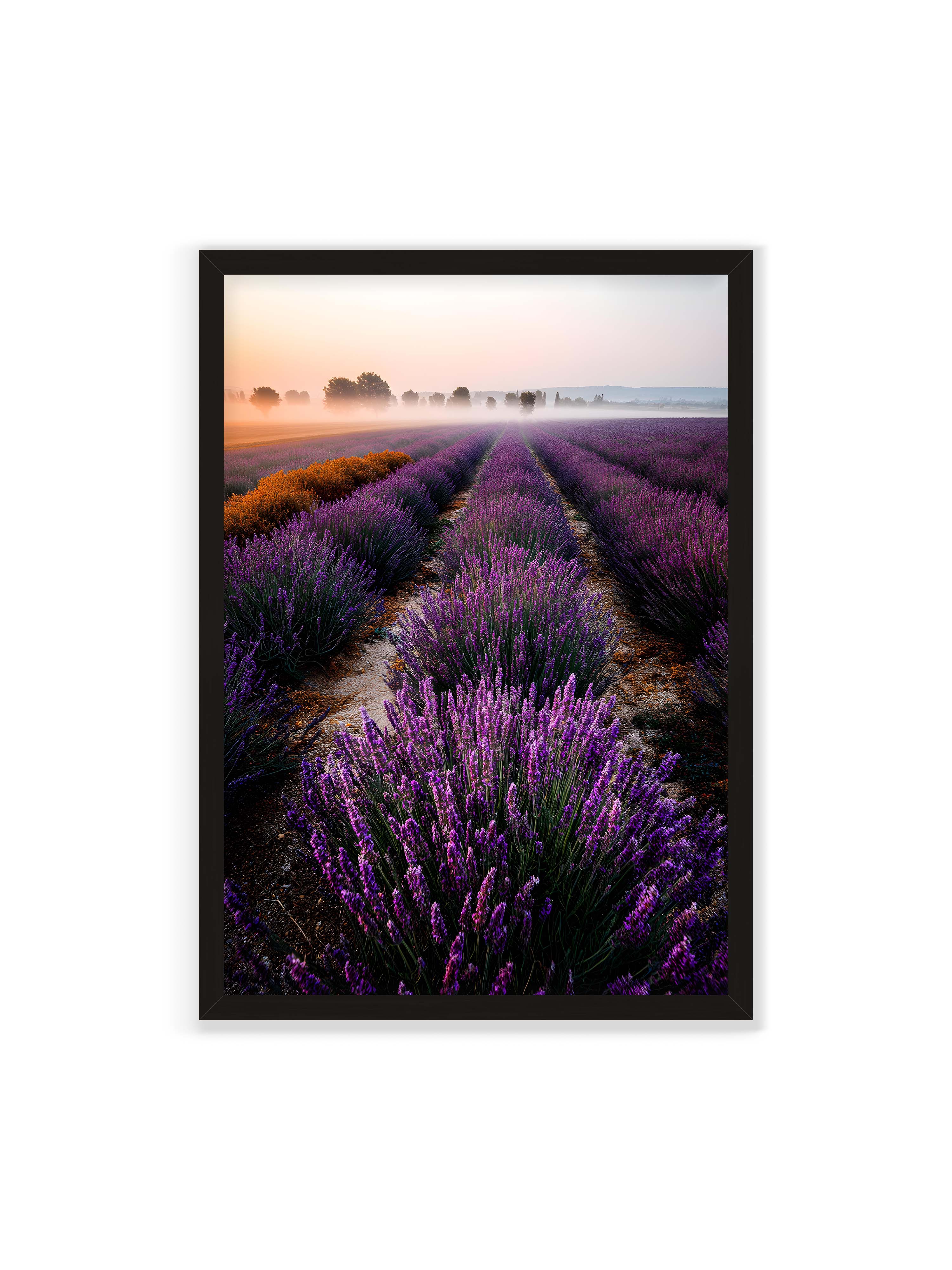 70x100 cm ohne Galerie-Rand mit schwarzem Rahmen – Endloses Lavendelfeld in sanften Reihen mit violetten Blüten, umgeben von morgendlichem Licht.