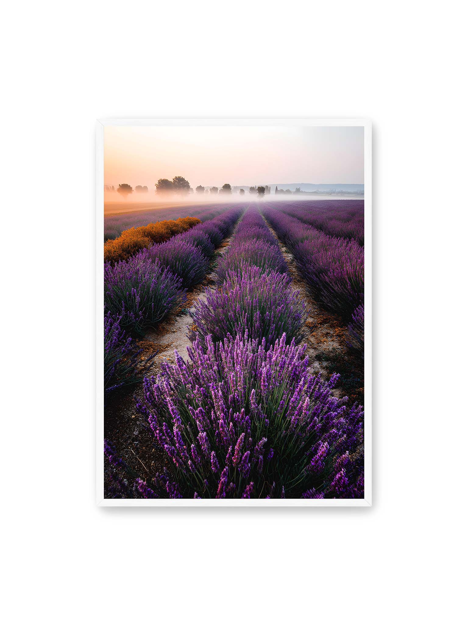 70x100 cm, weißer Rahmen – Endloses Lavendelfeld in sanften Reihen mit violetten Blüten, umgeben von morgendlichem Licht.