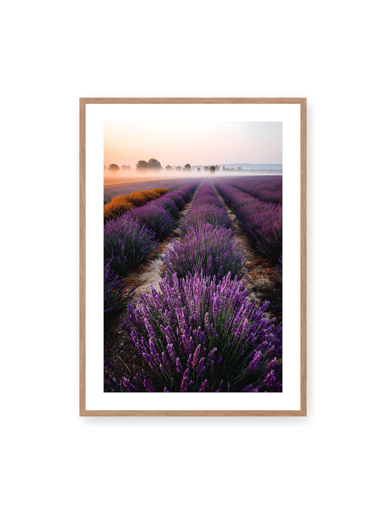 70x100 cm, weißer Galerie-Rand, Eichenrahmen – Endloses Lavendelfeld in sanften Reihen mit violetten Blüten, umgeben von morgendlichem Licht.