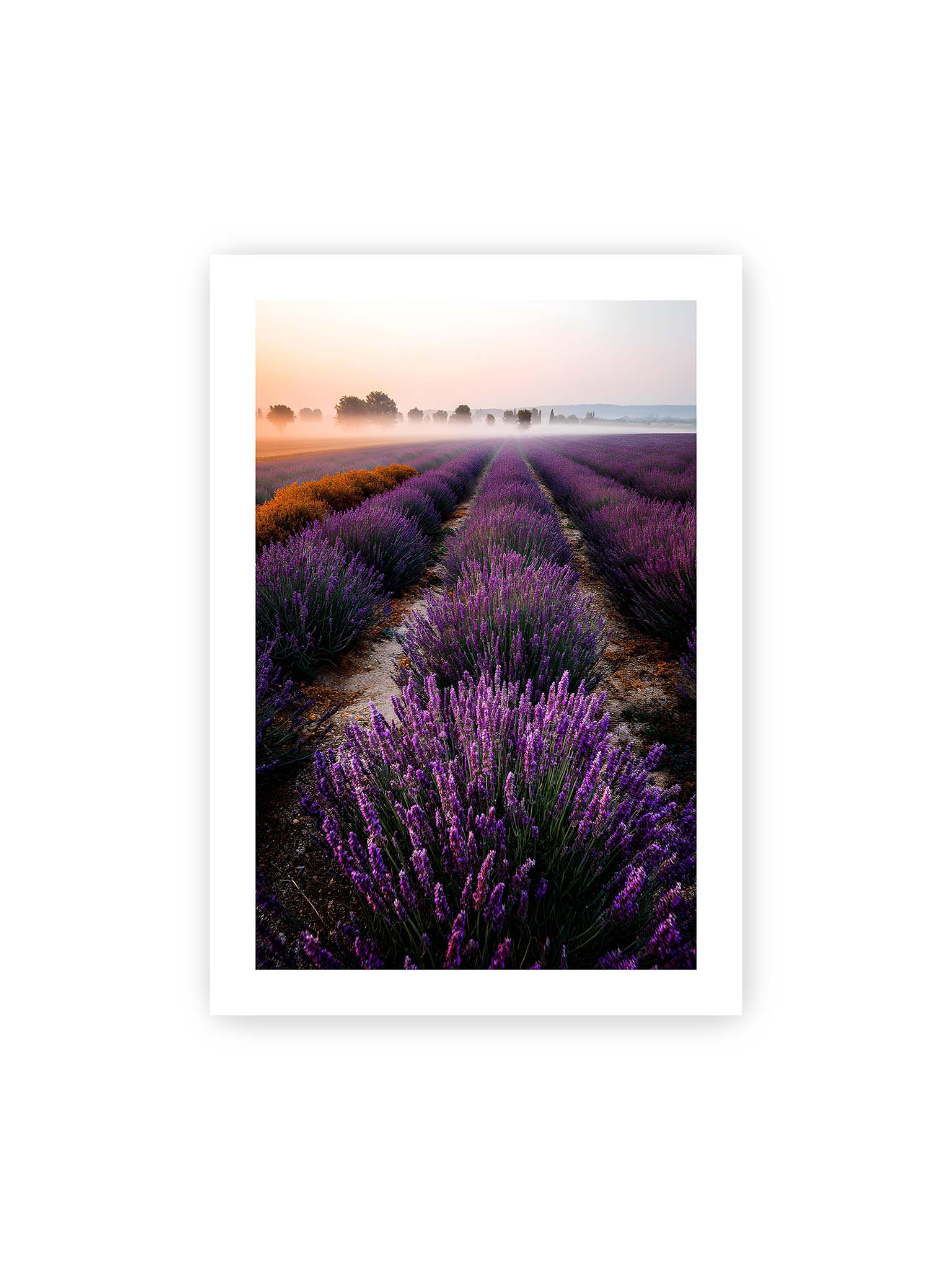 70x100 cm, weißer Galerie-Rand – Endloses Lavendelfeld in sanften Reihen mit violetten Blüten, umgeben von morgendlichem Licht.