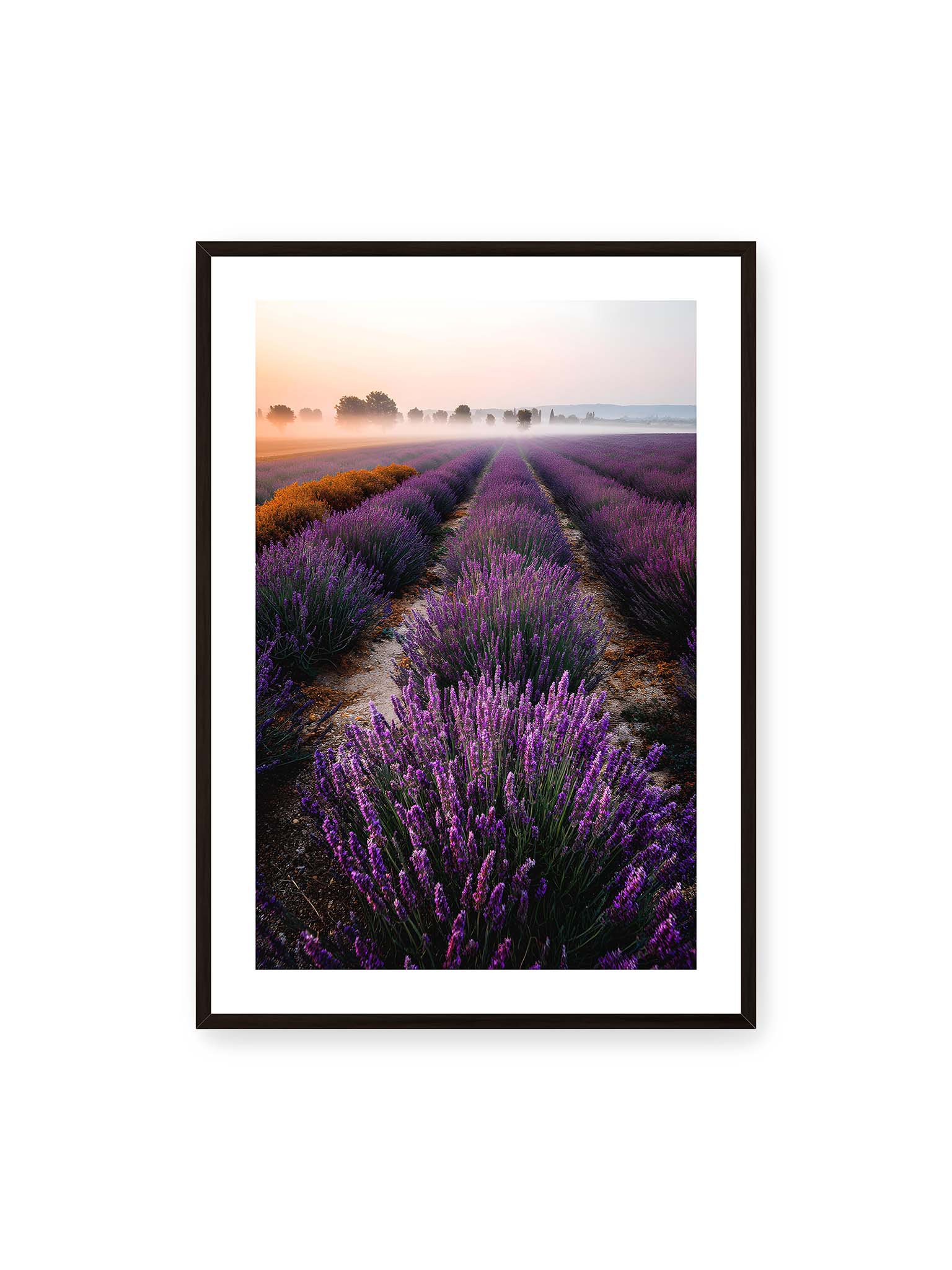 70x100 cm, weißer Galerie-Rand, schwarzer Rahmen – Endloses Lavendelfeld in sanften Reihen mit violetten Blüten, umgeben von morgendlichem Licht.