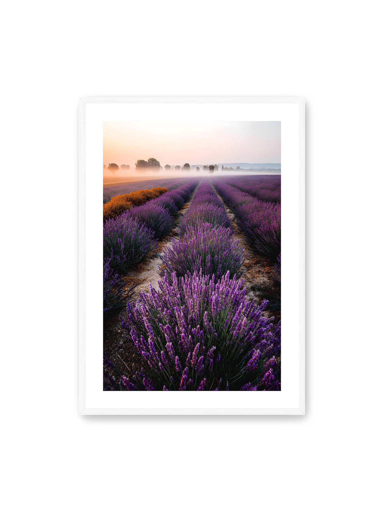 70x100 cm, weißer Galerie-Rand, weißer Rahmen – Endloses Lavendelfeld in sanften Reihen mit violetten Blüten, umgeben von morgendlichem Licht.