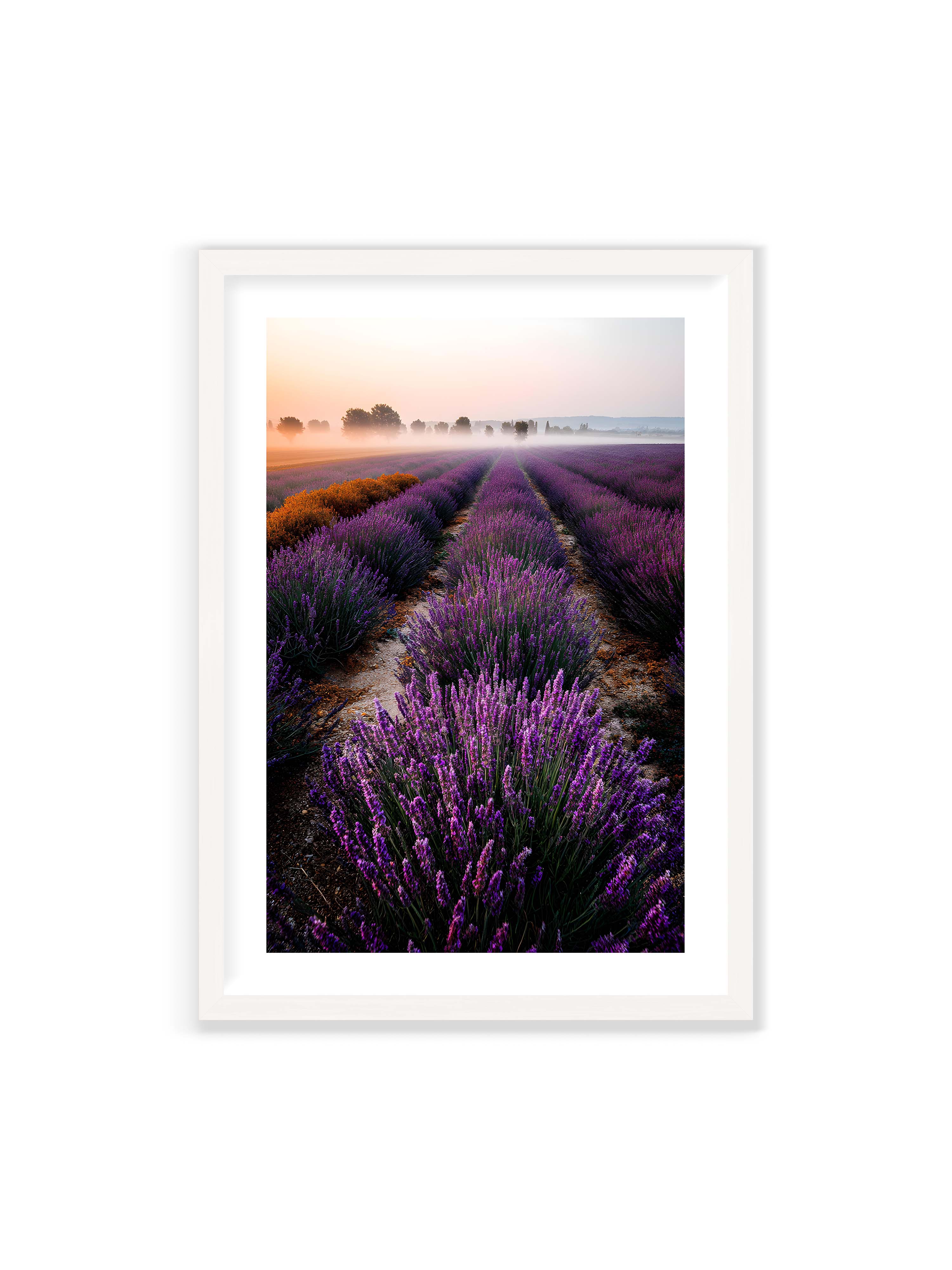 70x100 cm mit weißem Galerie-Rand mit weißem Rahmen – Endloses Lavendelfeld in sanften Reihen mit violetten Blüten, umgeben von morgendlichem Licht.