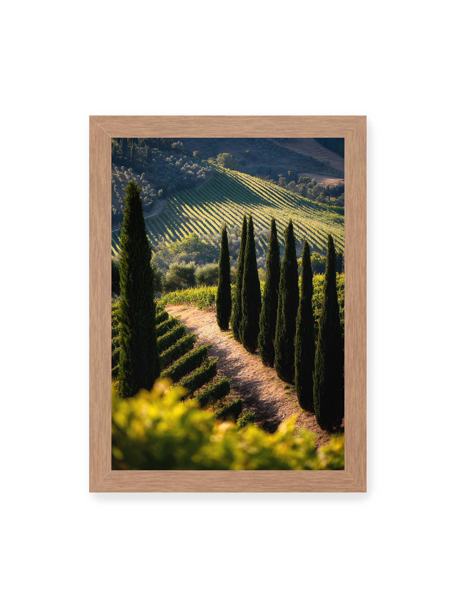 21x30 cm, Eichenrahmen – Zypressen in einem Weinberg, beleuchtet von warmem, goldenen Licht des Sonnenuntergangs.