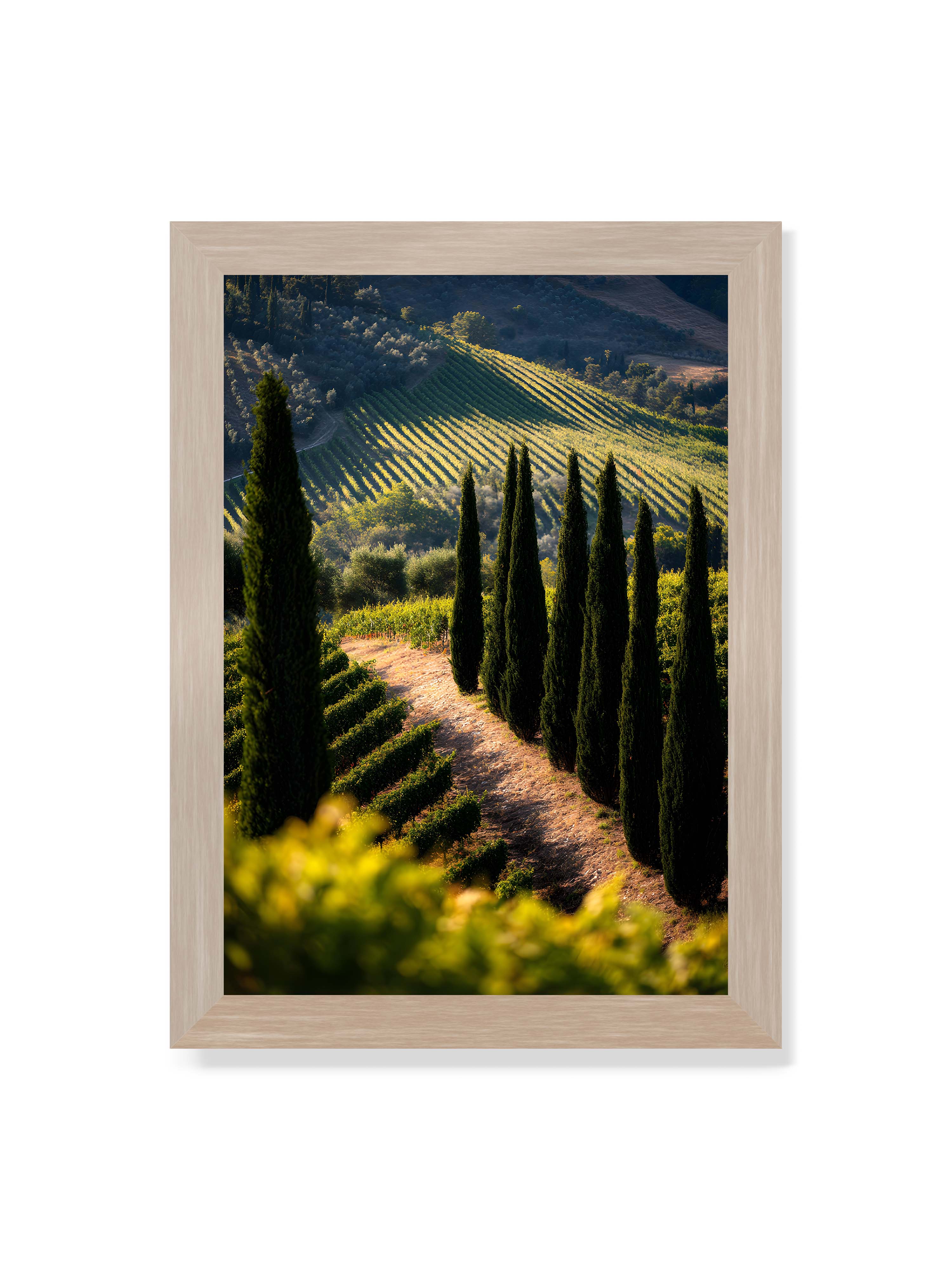 21x30 cm ohne Galerie-Rand im Eichenrahmen – Zypressen in einem Weinberg, beleuchtet von warmem, goldenen Licht des Sonnenuntergangs.
