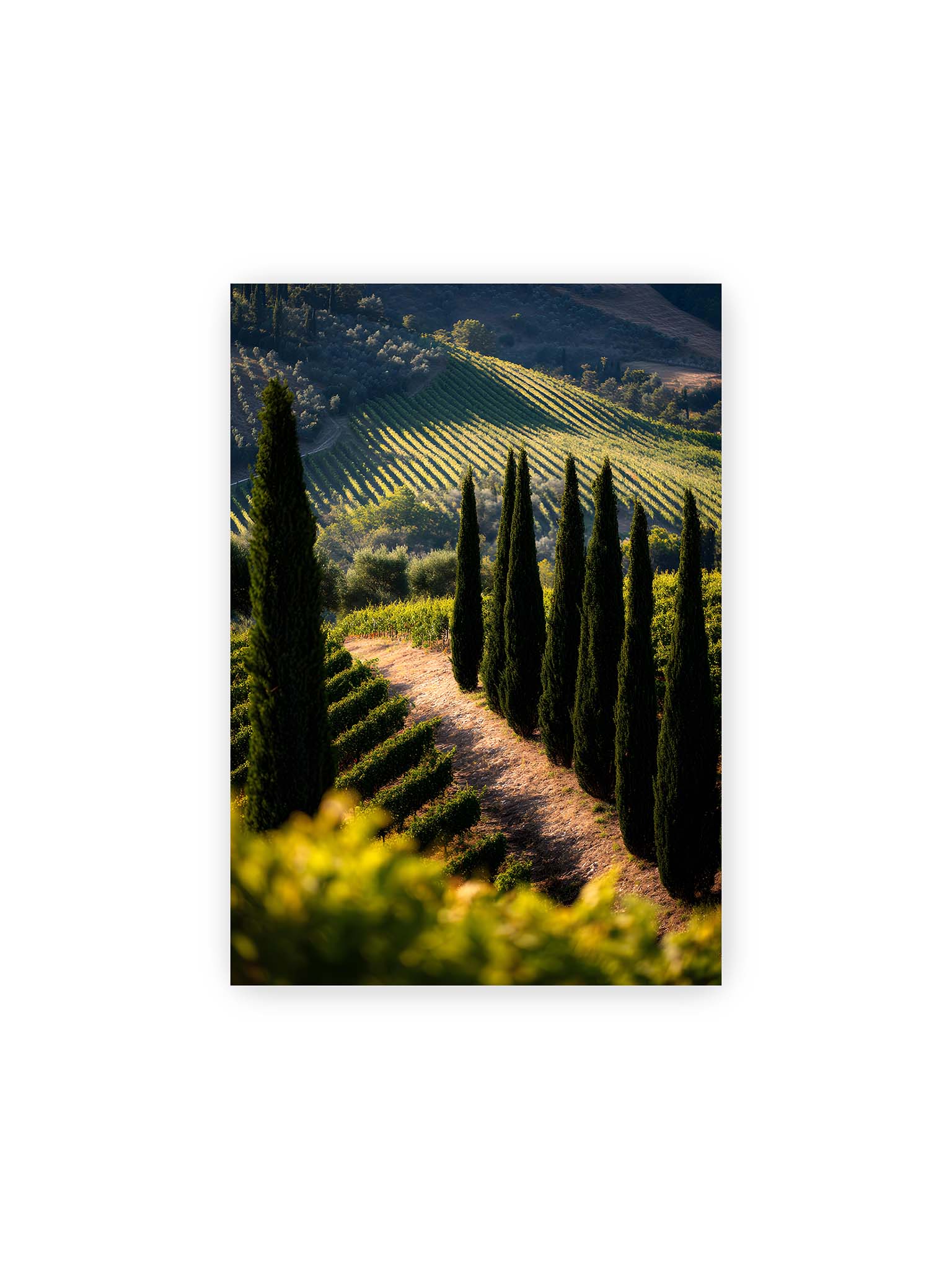 21x30 cm – Zypressen in einem Weinberg, beleuchtet von warmem, goldenen Licht des Sonnenuntergangs.