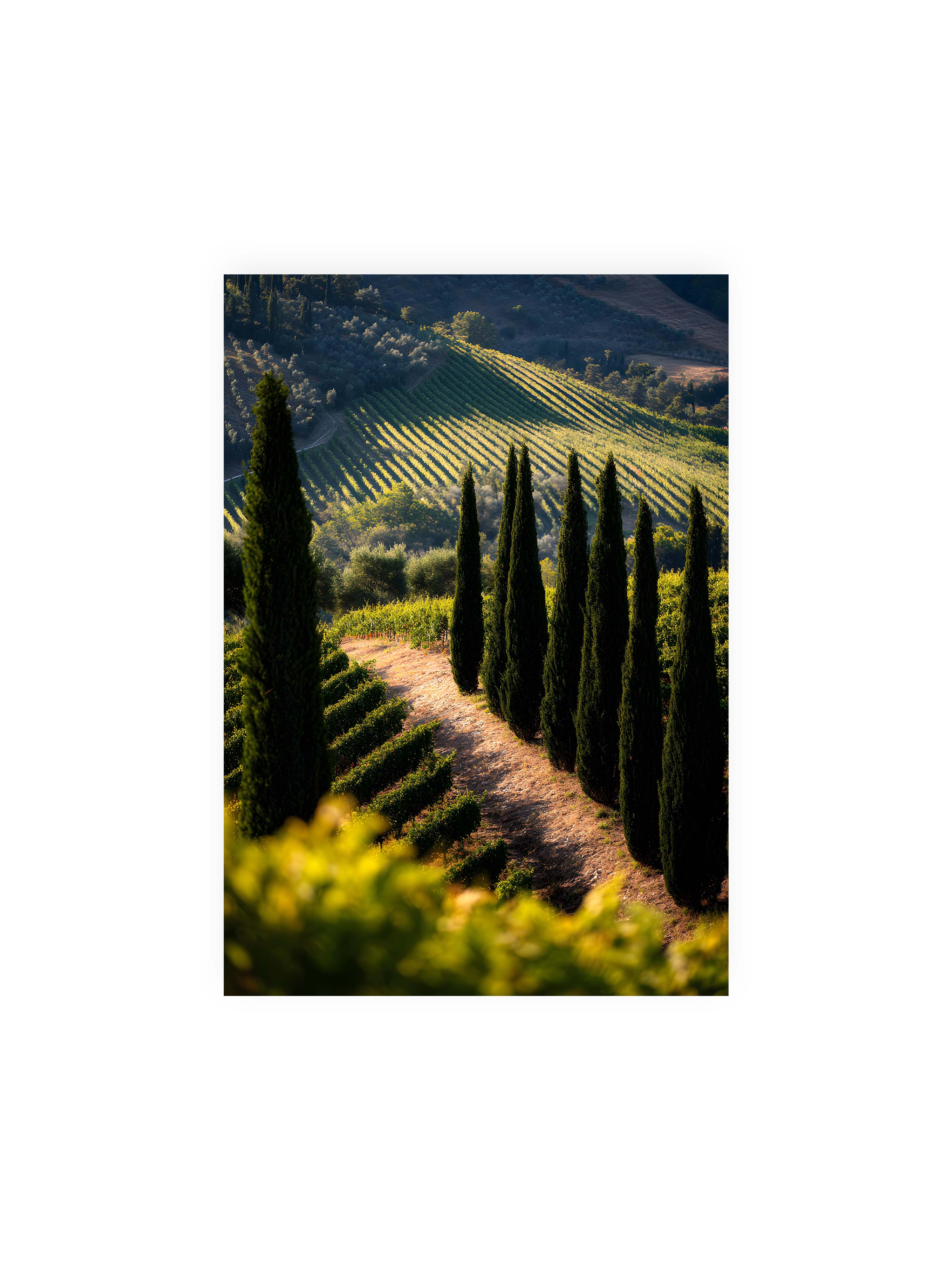 21x30 cm ohne Galerie-Rand ohne Rahmen – Zypressen in einem Weinberg, beleuchtet von warmem, goldenen Licht des Sonnenuntergangs.