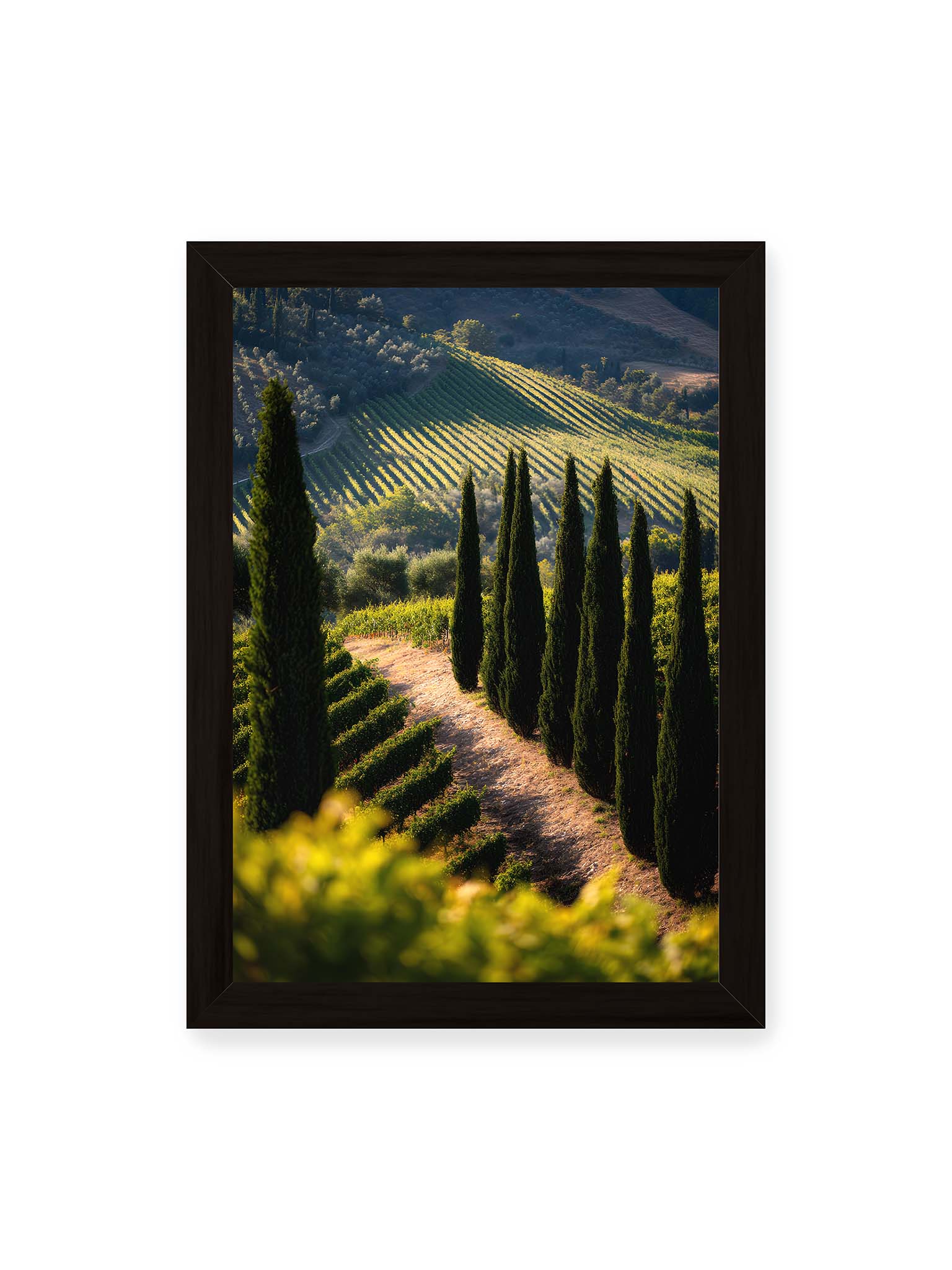 21x30 cm, schwarzer Rahmen – Zypressen in einem Weinberg, beleuchtet von warmem, goldenen Licht des Sonnenuntergangs.