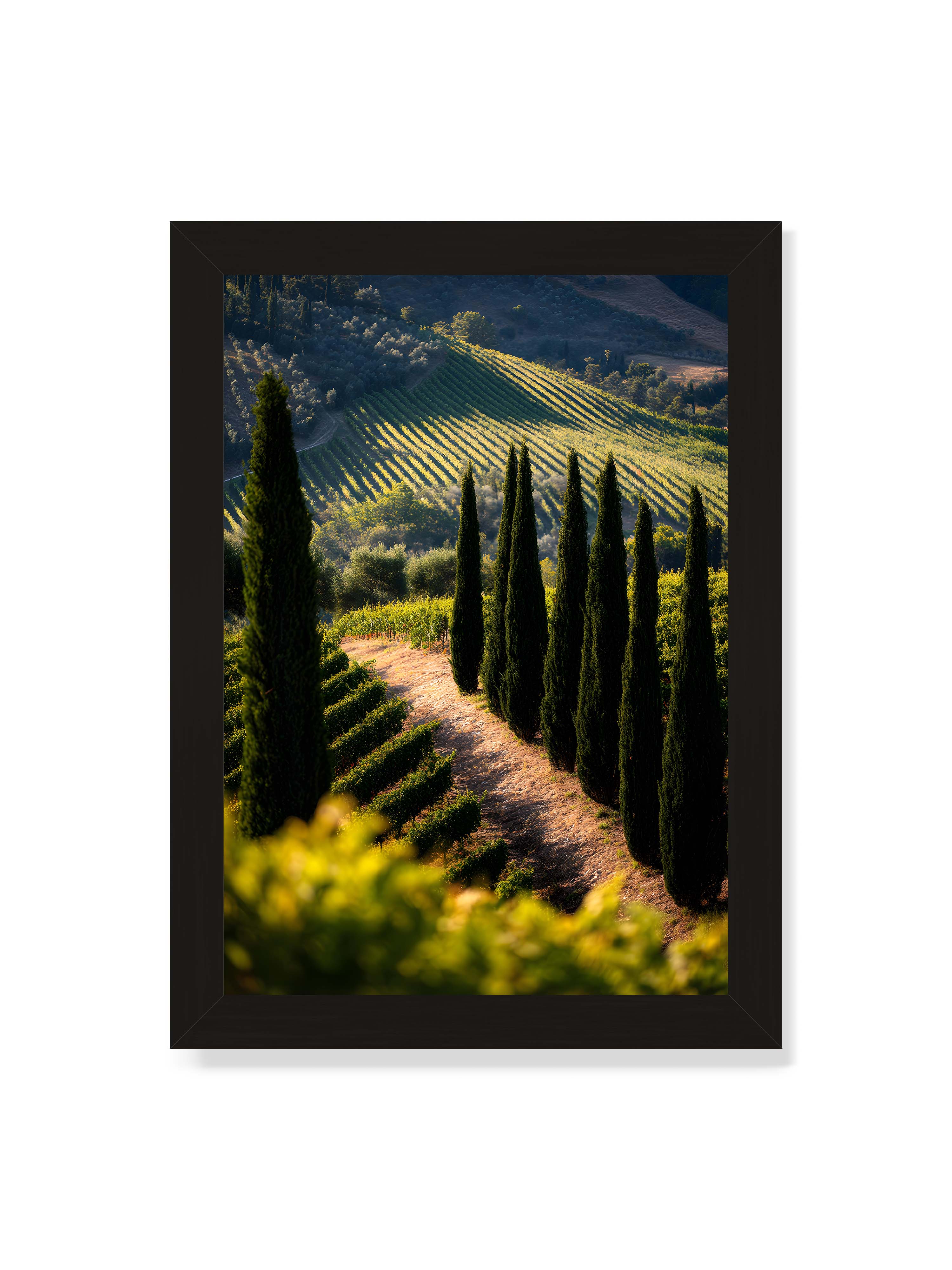 21x30 cm ohne Galerie-Rand mit schwarzem Rahmen – Zypressen in einem Weinberg, beleuchtet von warmem, goldenen Licht des Sonnenuntergangs.