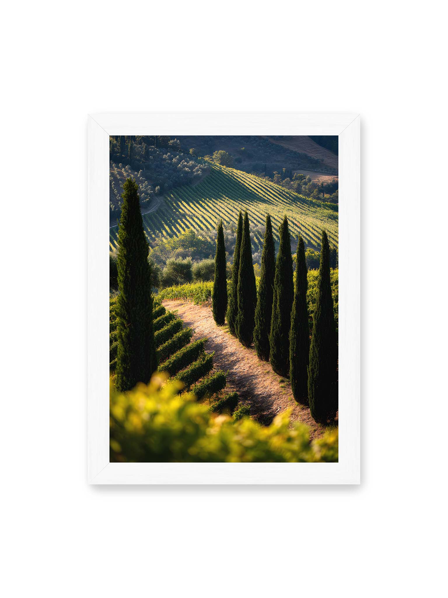 21x30 cm, weißer Rahmen – Zypressen in einem Weinberg, beleuchtet von warmem, goldenen Licht des Sonnenuntergangs.