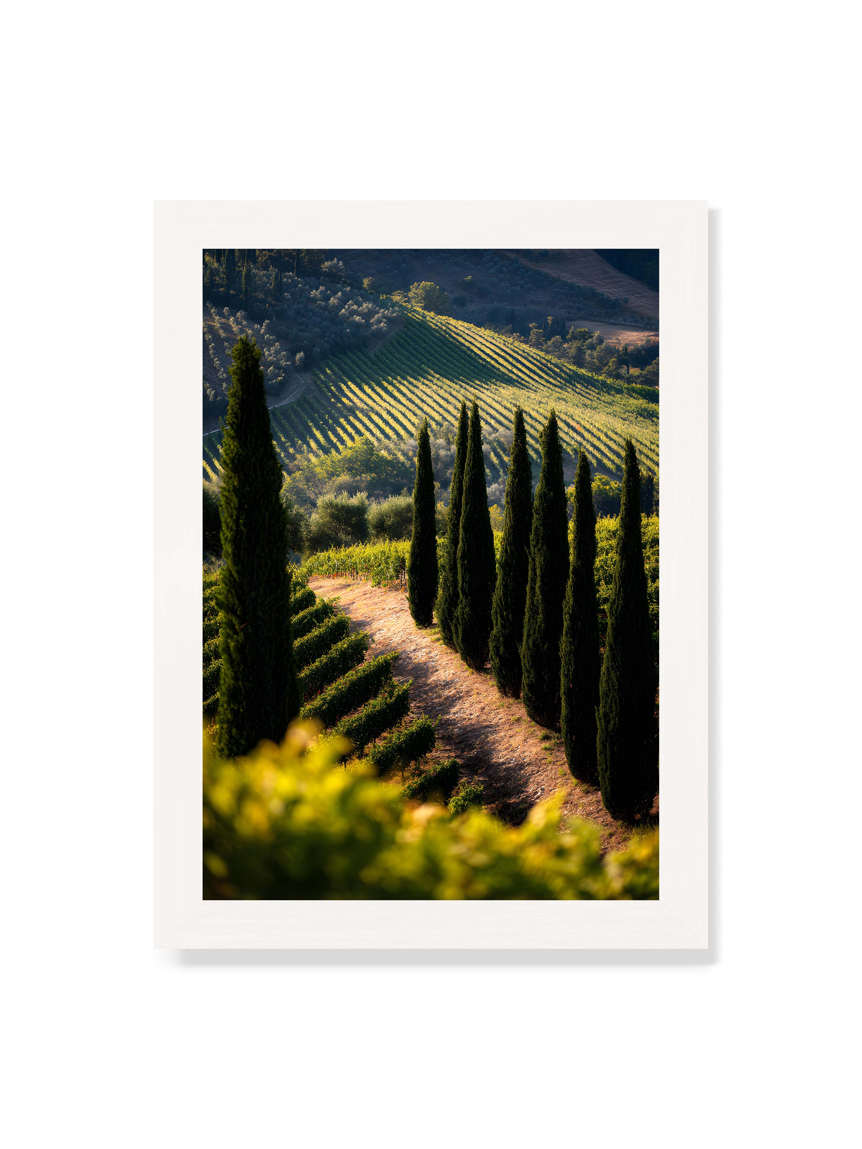21x30 cm ohne Galerie-Rand mit weißem Rahmen – Zypressen in einem Weinberg, beleuchtet von warmem, goldenen Licht des Sonnenuntergangs.