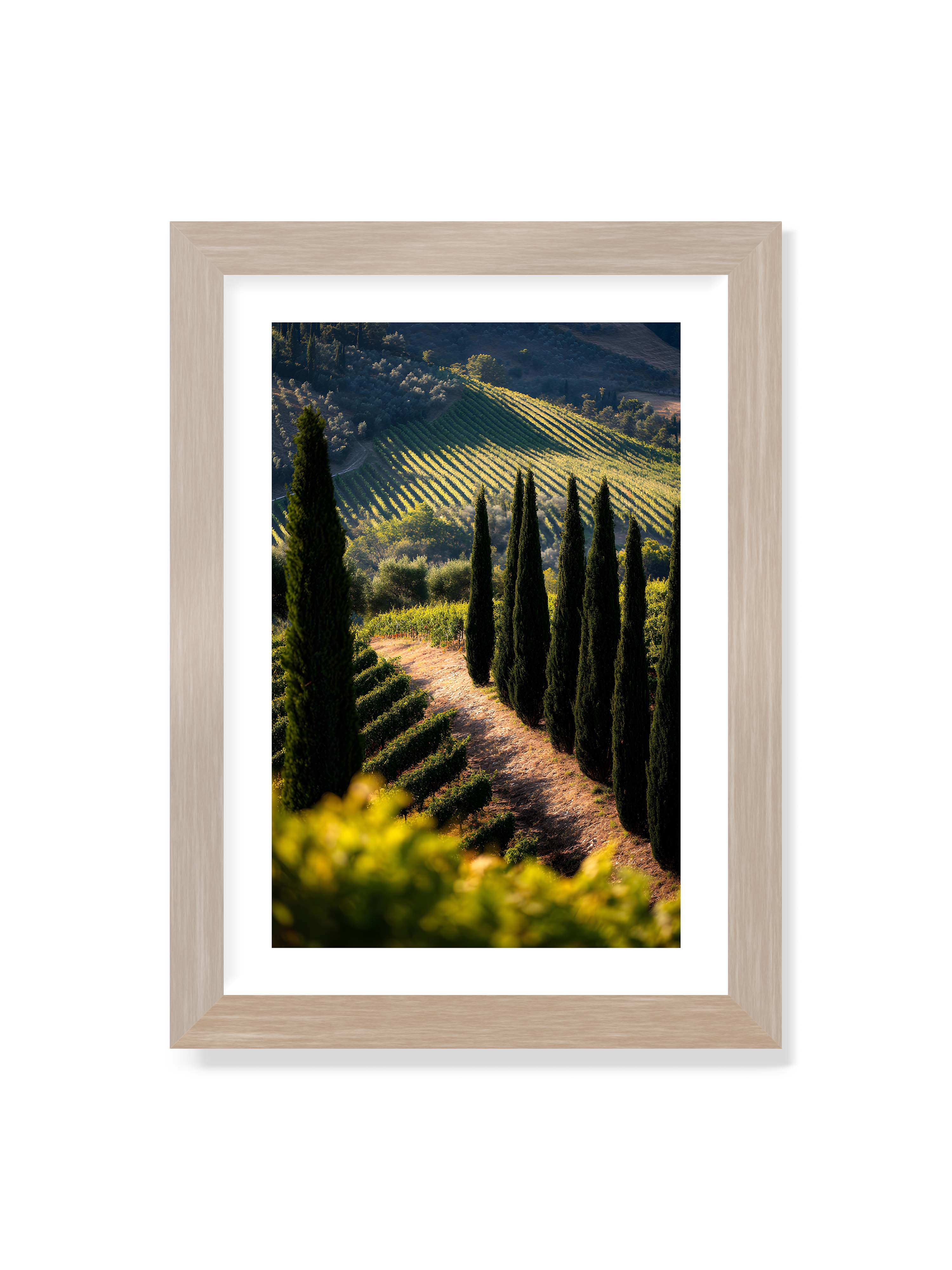 21x30 cm mit weißem Galerie-Rand im Eichenrahmen – Zypressen in einem Weinberg, beleuchtet von warmem, goldenen Licht des Sonnenuntergangs.