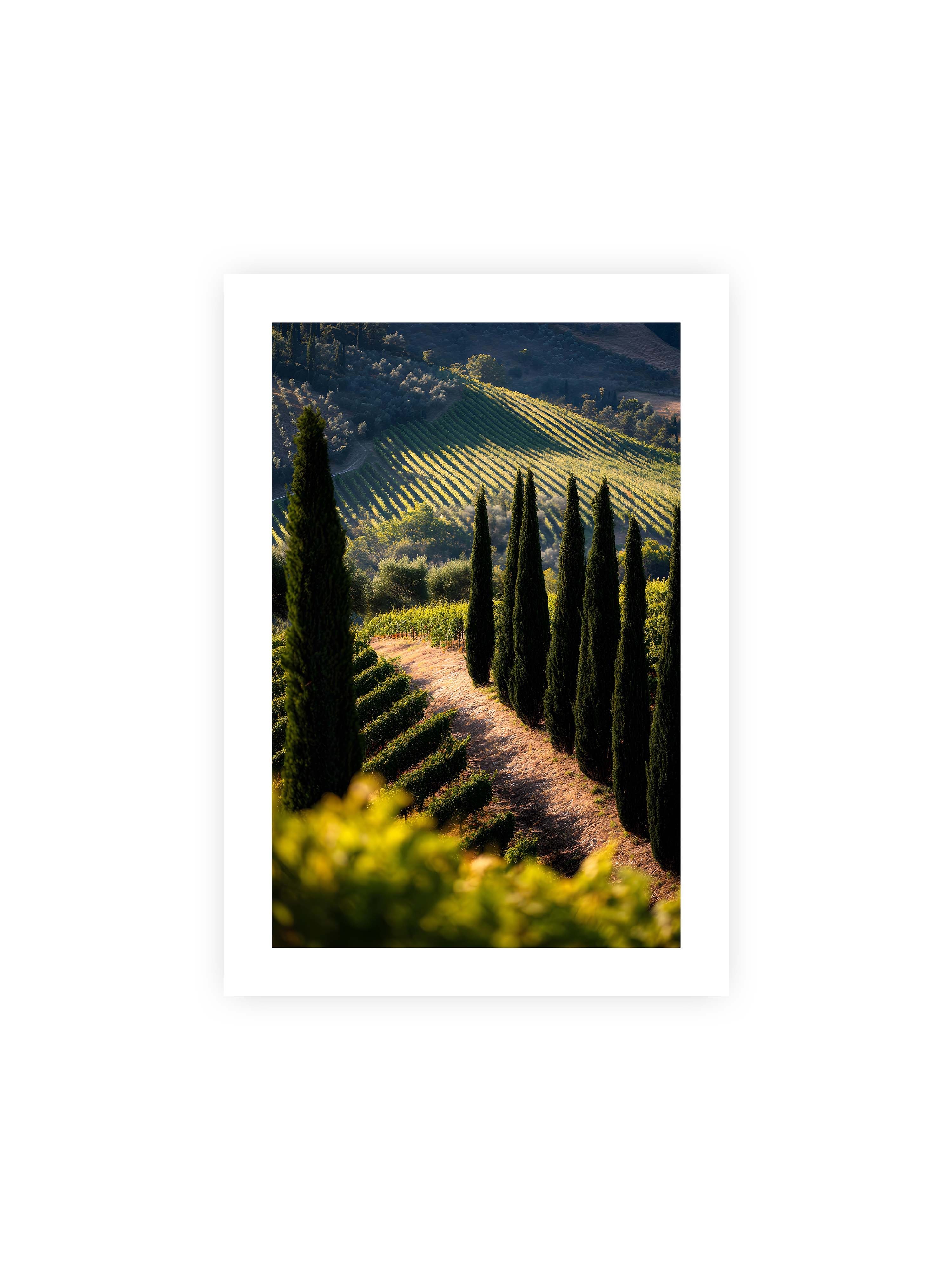 21x30 cm mit weißem Galerie-Rand ohne Rahmen – Zypressen in einem Weinberg, beleuchtet von warmem, goldenen Licht des Sonnenuntergangs.