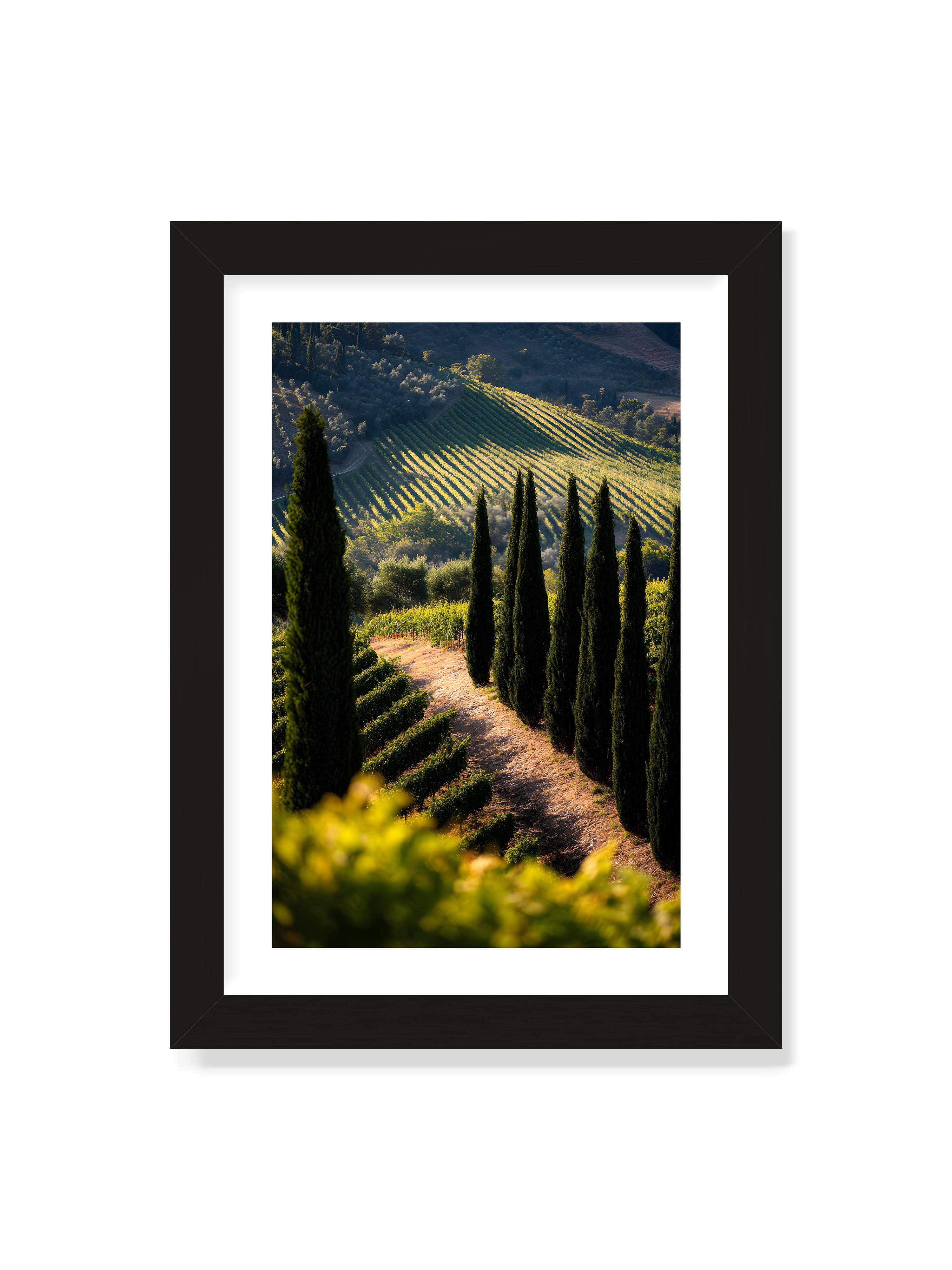 21x30 cm mit weißem Galerie-Rand mit schwarzem Rahmen – Zypressen in einem Weinberg, beleuchtet von warmem, goldenen Licht des Sonnenuntergangs.