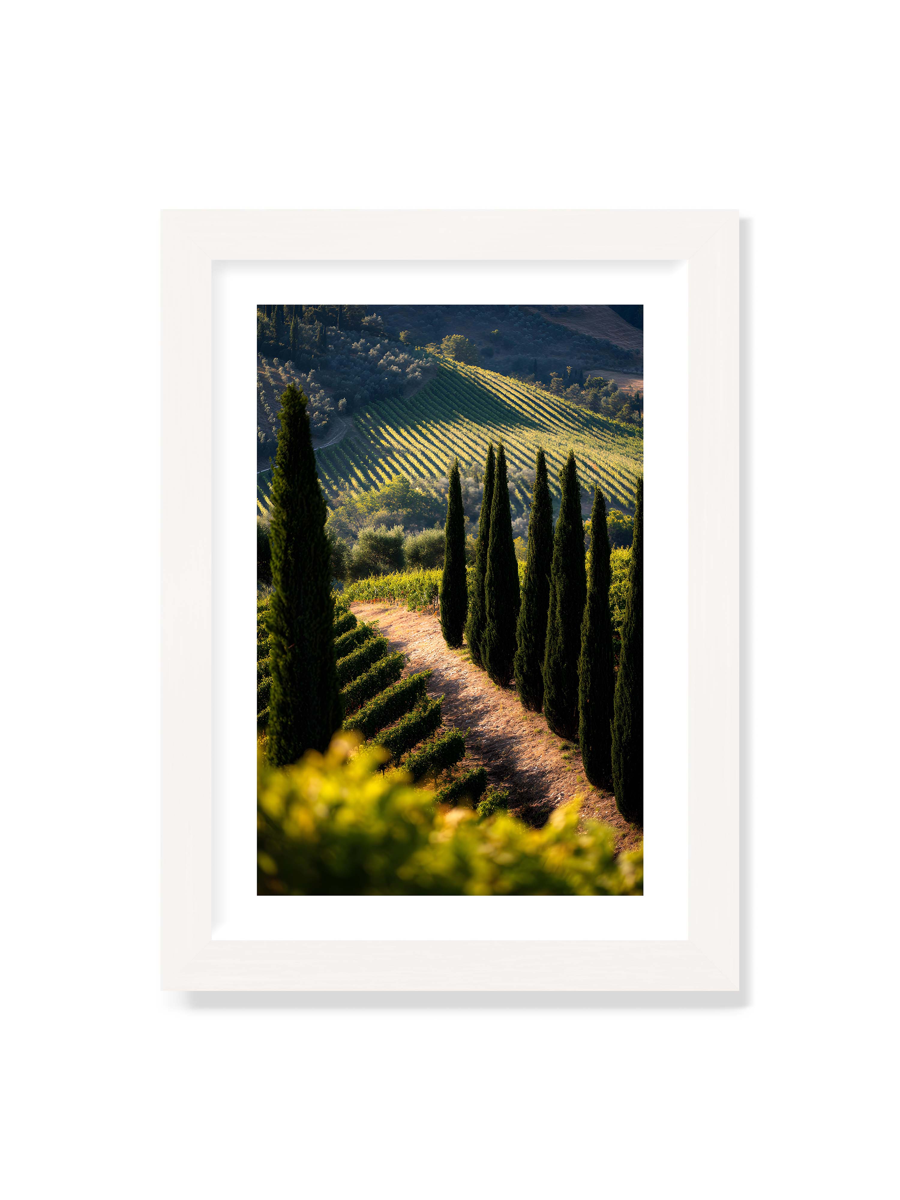 21x30 cm mit weißem Galerie-Rand mit weißem Rahmen – Zypressen in einem Weinberg, beleuchtet von warmem, goldenen Licht des Sonnenuntergangs.