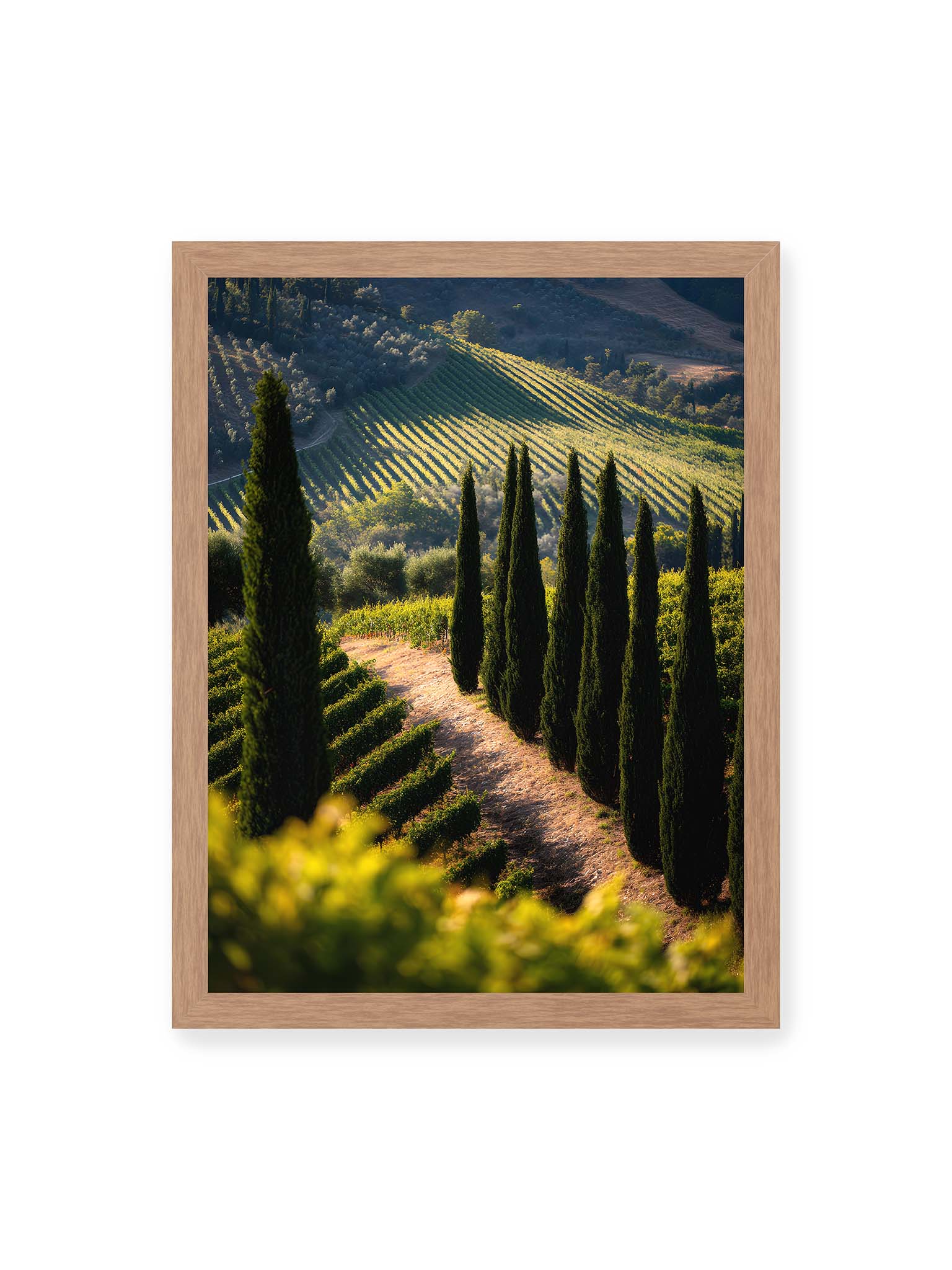 30x40 cm, Eichenrahmen – Zypressen in einem Weinberg, beleuchtet von warmem, goldenen Licht des Sonnenuntergangs.