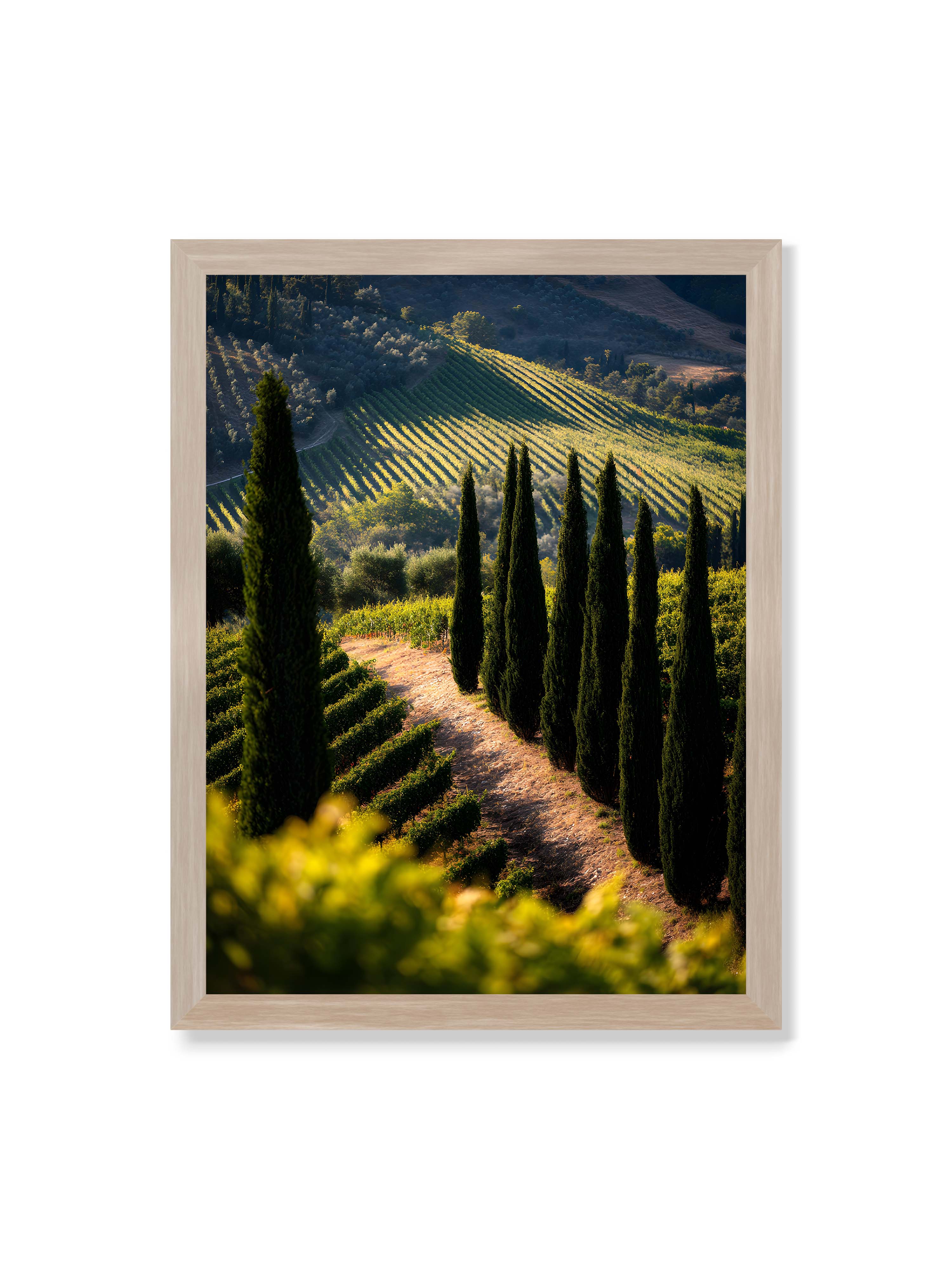 30x40 cm ohne Galerie-Rand im Eichenrahmen – Zypressen in einem Weinberg, beleuchtet von warmem, goldenen Licht des Sonnenuntergangs.