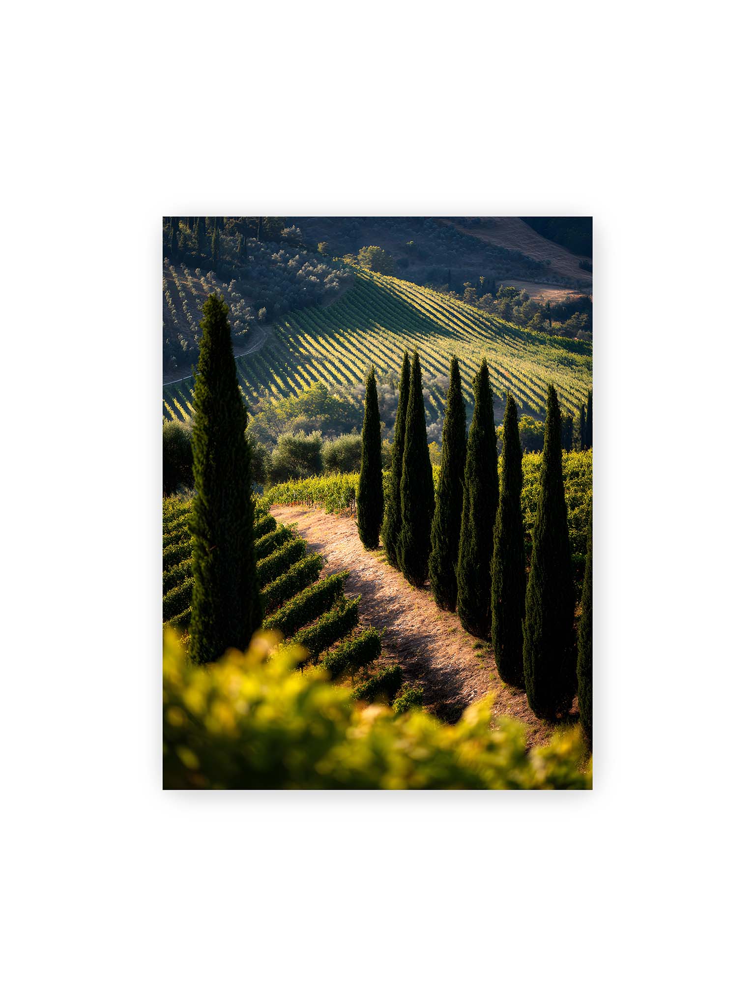 30x40 cm – Zypressen in einem Weinberg, beleuchtet von warmem, goldenen Licht des Sonnenuntergangs.