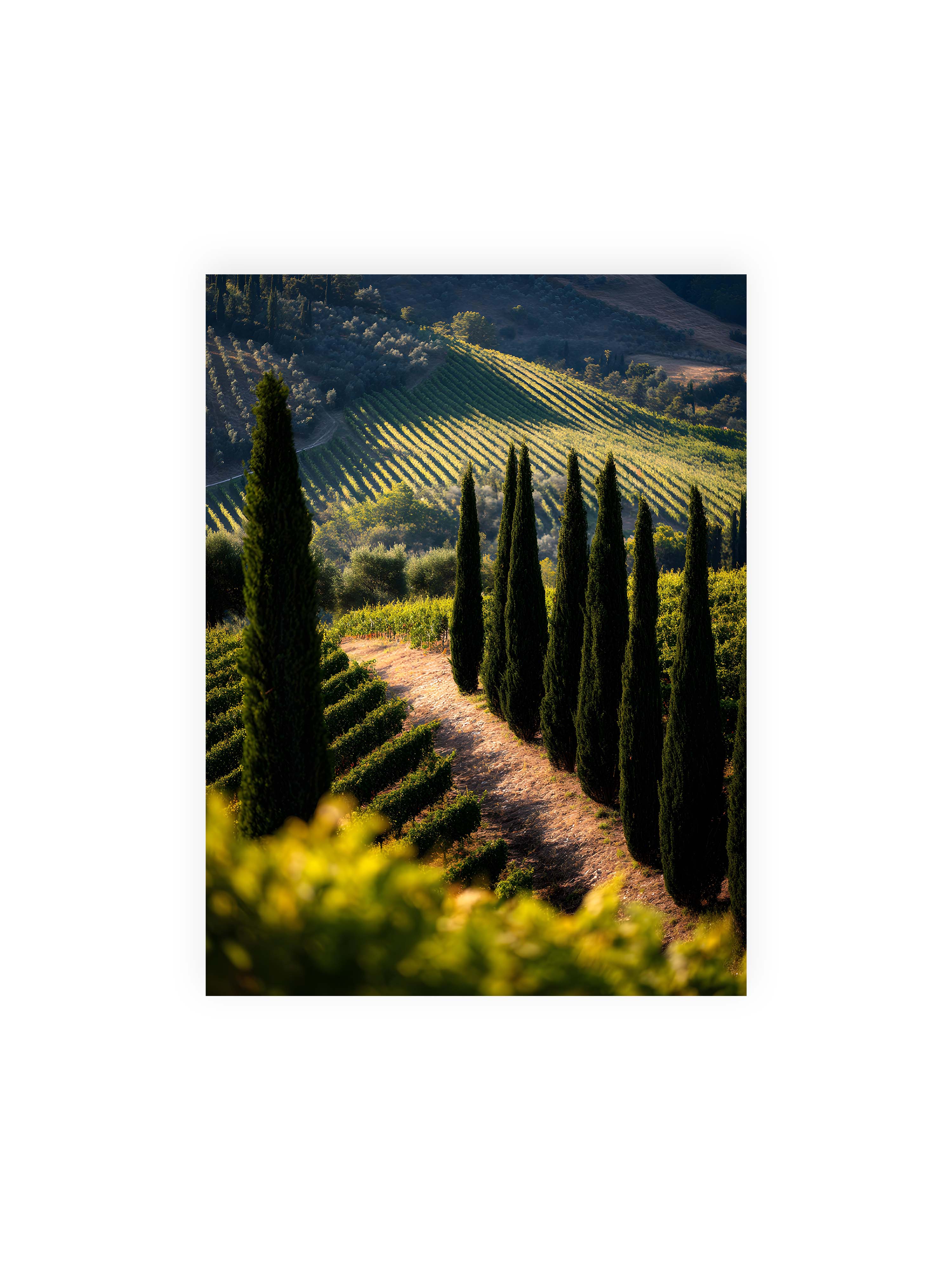 30x40 cm ohne Galerie-Rand ohne Rahmen – Zypressen in einem Weinberg, beleuchtet von warmem, goldenen Licht des Sonnenuntergangs.
