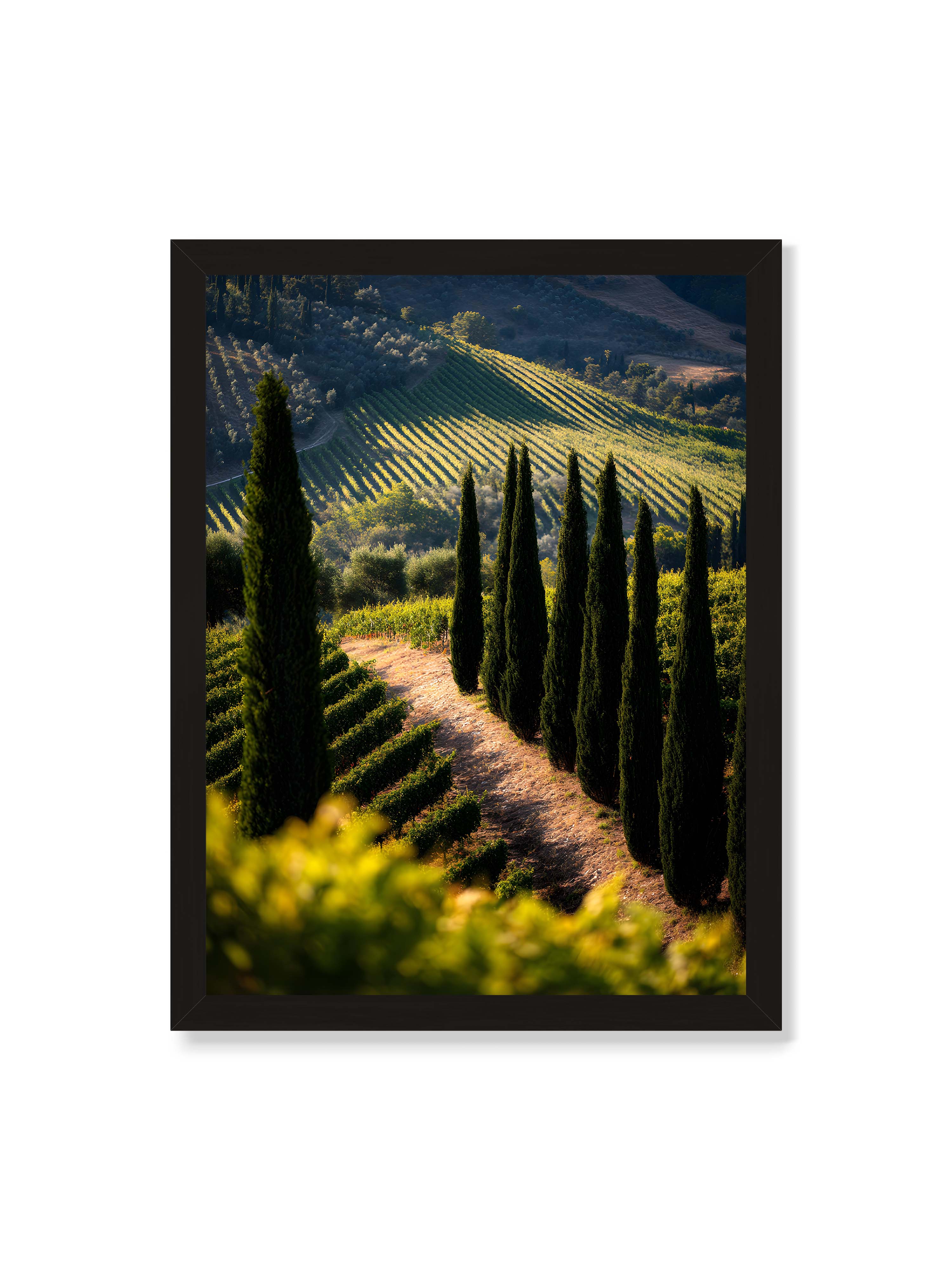 30x40 cm ohne Galerie-Rand mit schwarzem Rahmen – Zypressen in einem Weinberg, beleuchtet von warmem, goldenen Licht des Sonnenuntergangs.