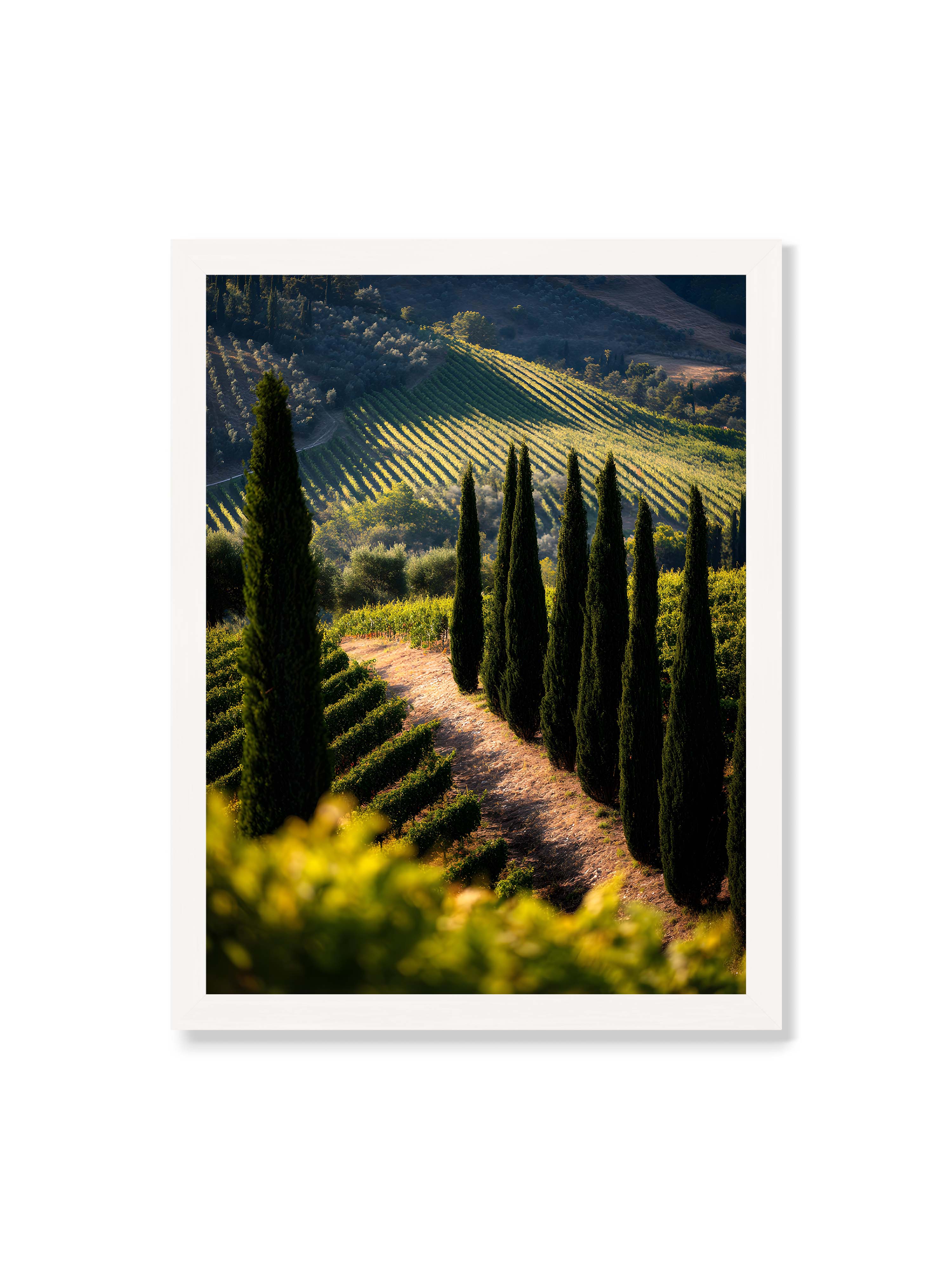 30x40 cm ohne Galerie-Rand mit weißem Rahmen – Zypressen in einem Weinberg, beleuchtet von warmem, goldenen Licht des Sonnenuntergangs.