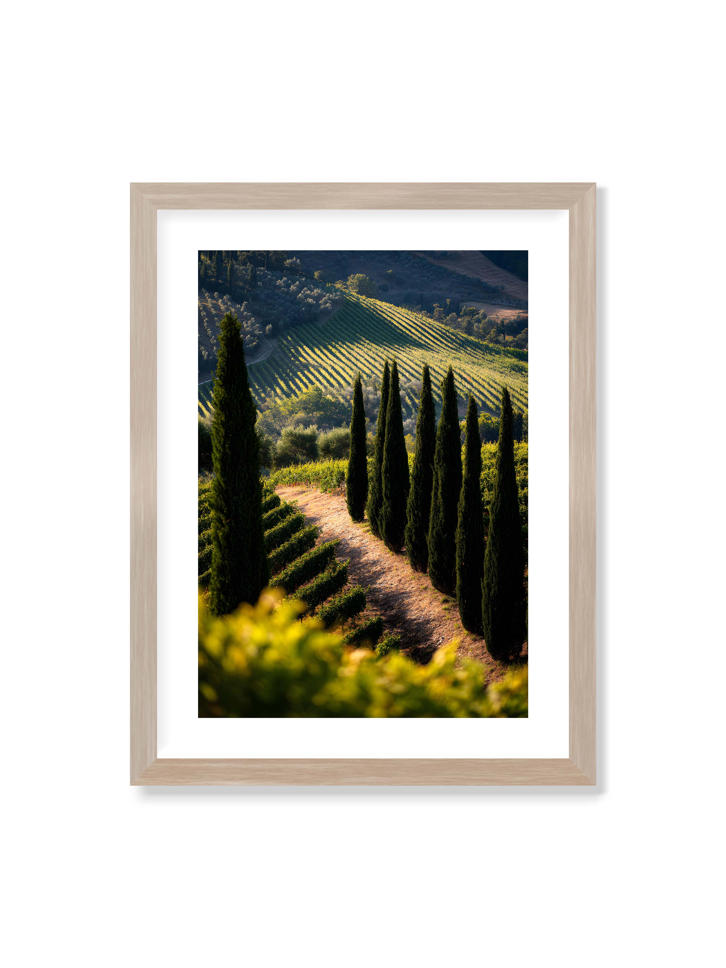 30x40 cm mit weißem Galerie-Rand im Eichenrahmen – Zypressen in einem Weinberg, beleuchtet von warmem, goldenen Licht des Sonnenuntergangs.